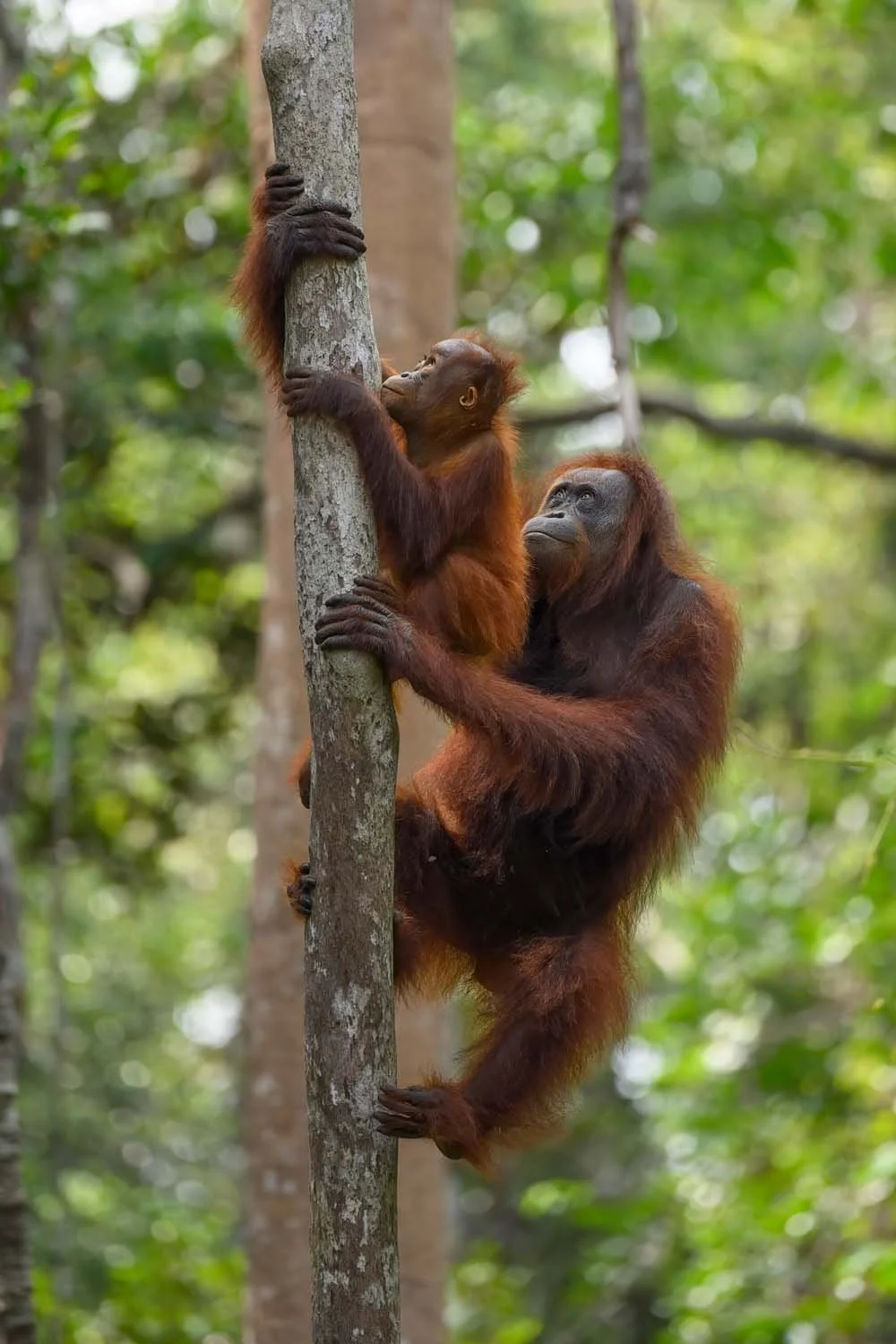 Dos orangutanes bebés en un árbol en la selva, uno tocando la corteza y el otro observando.
