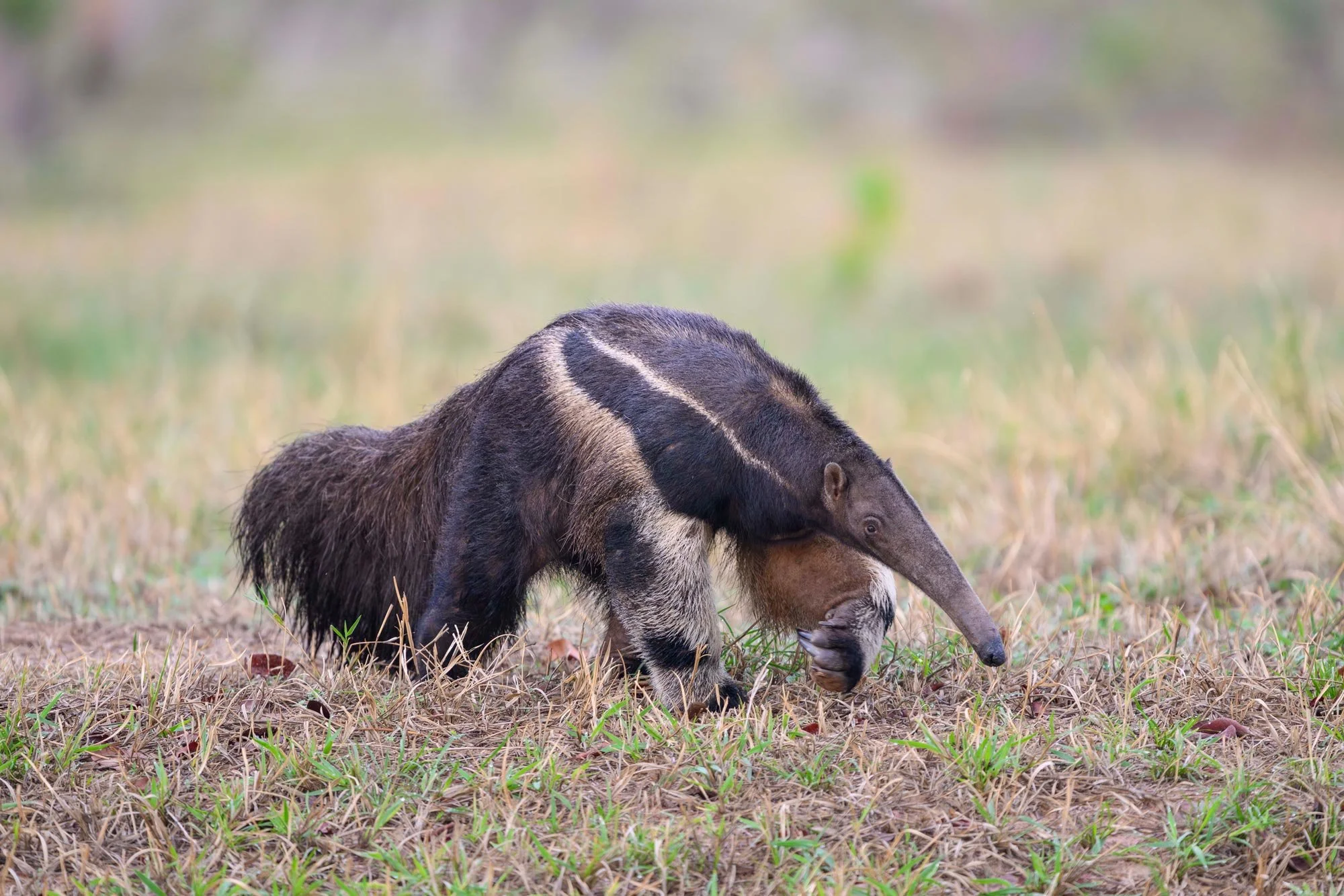 Un armadillo en un campo de pasto.