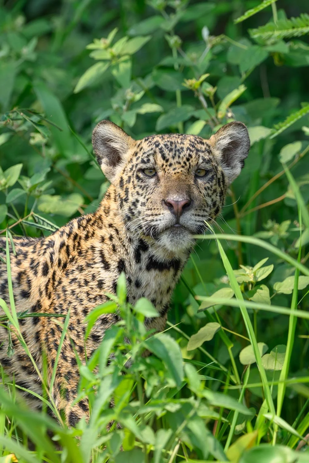Jaguar en la selva rodeado de vegetación verde.