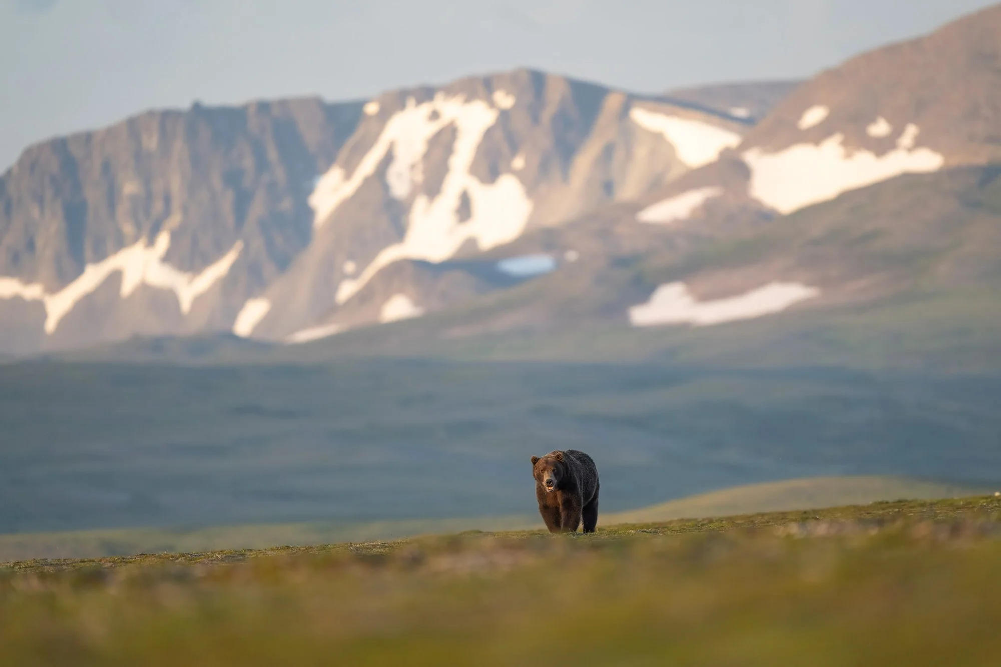 Un oso negro caminando por un campo con montañas nevadas en el fondo.