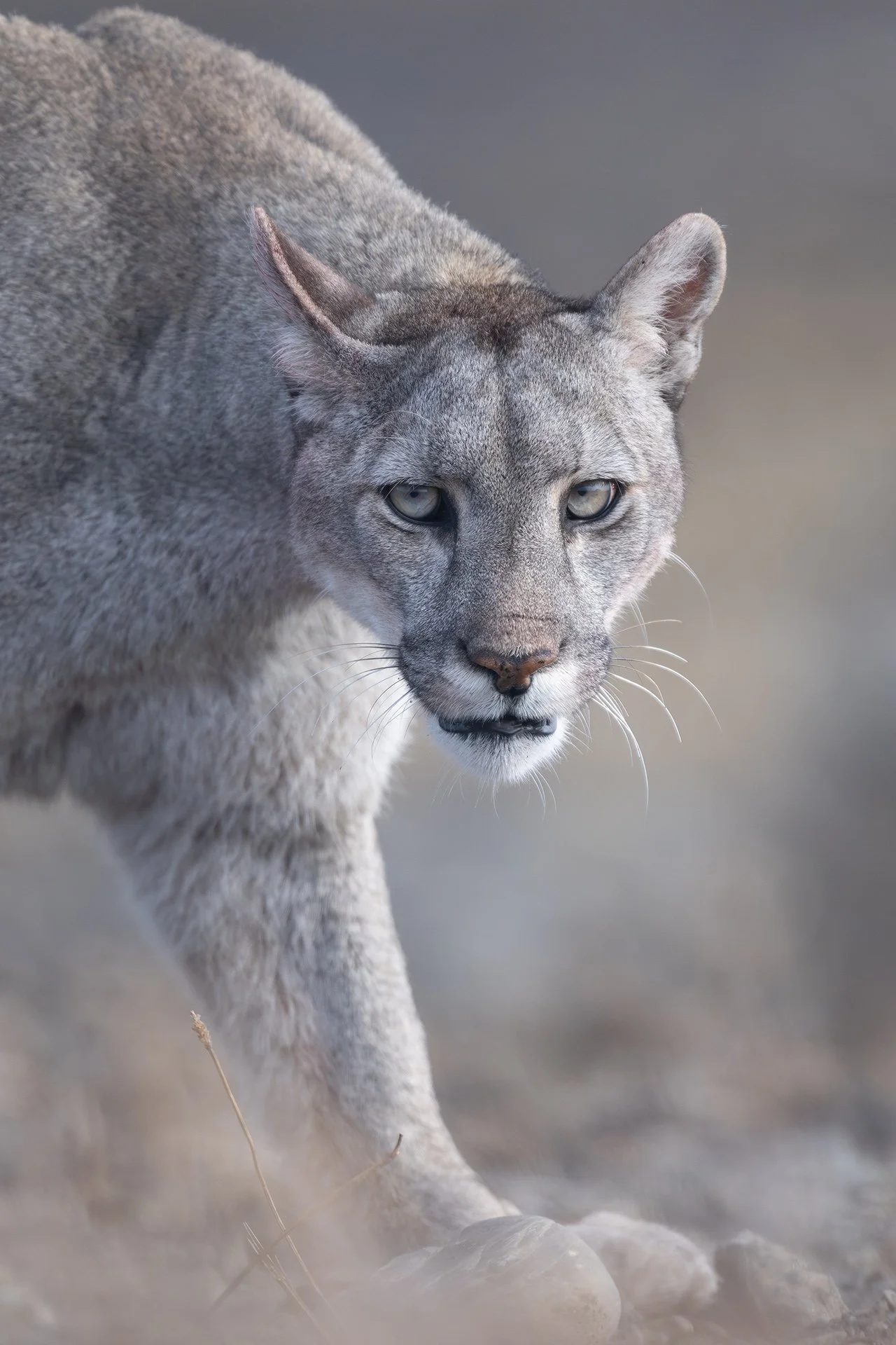 Una puma llamada Escarcha nos mira con atención mientras camina por el Parque Nacional de Torres del Paine