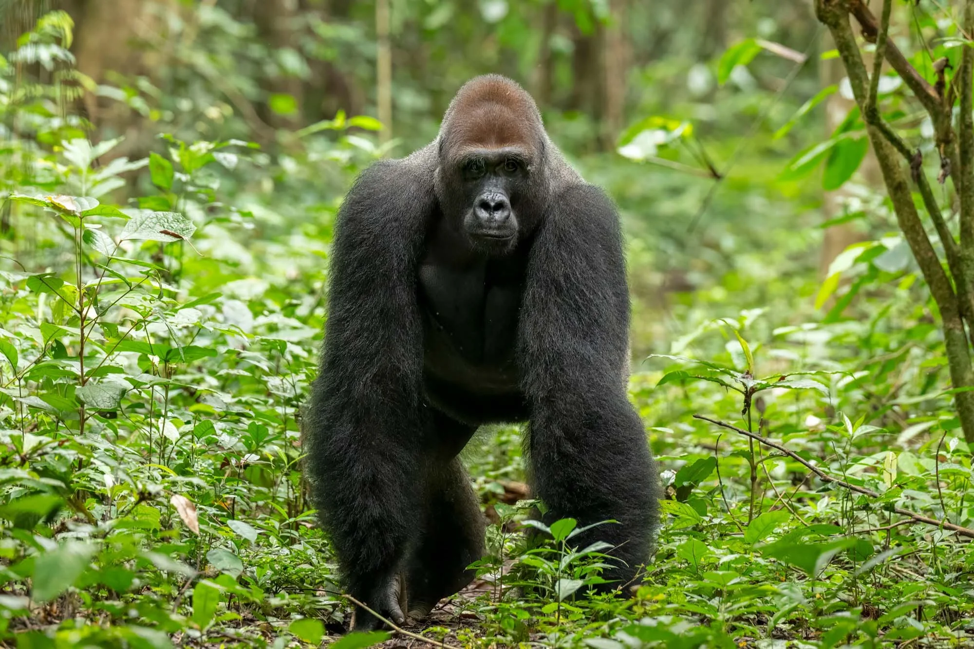 Un gorila de pie en la selva rodeado de vegetación verde.