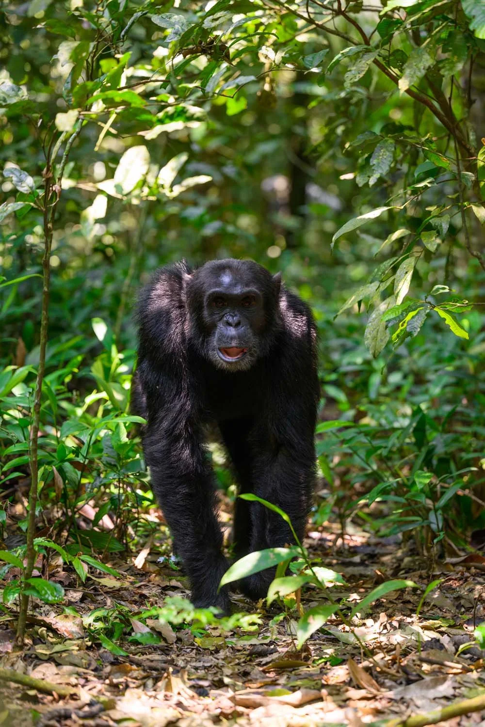Un oso de anteojos caminando en la selva tropical, rodeado de vegetación verde y frondosa.