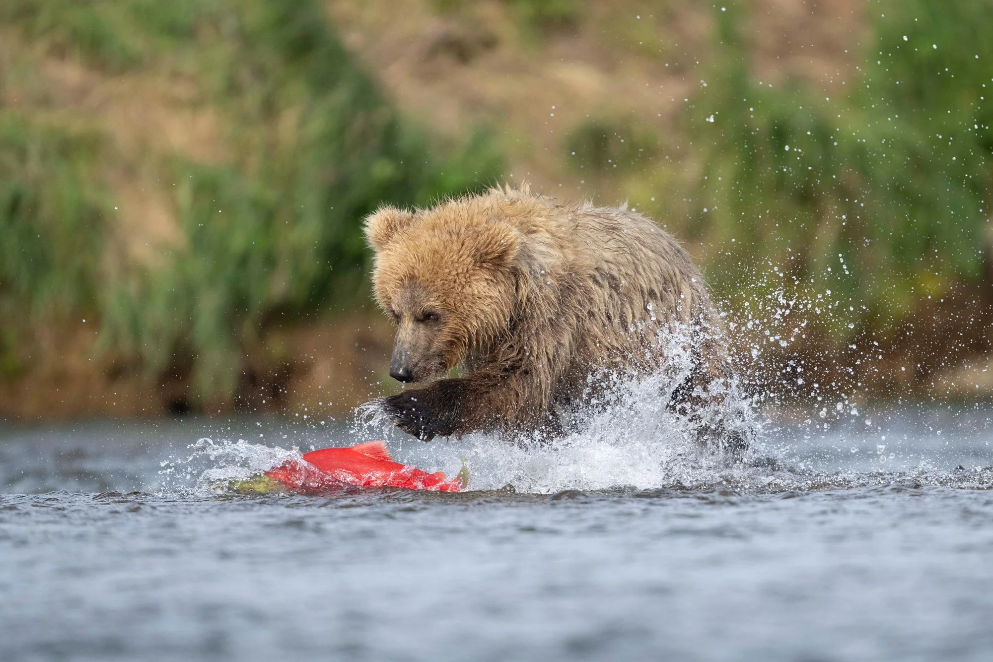 Un oso marrón nadando en un río, jugando con una pelota roja mientras salpica agua.