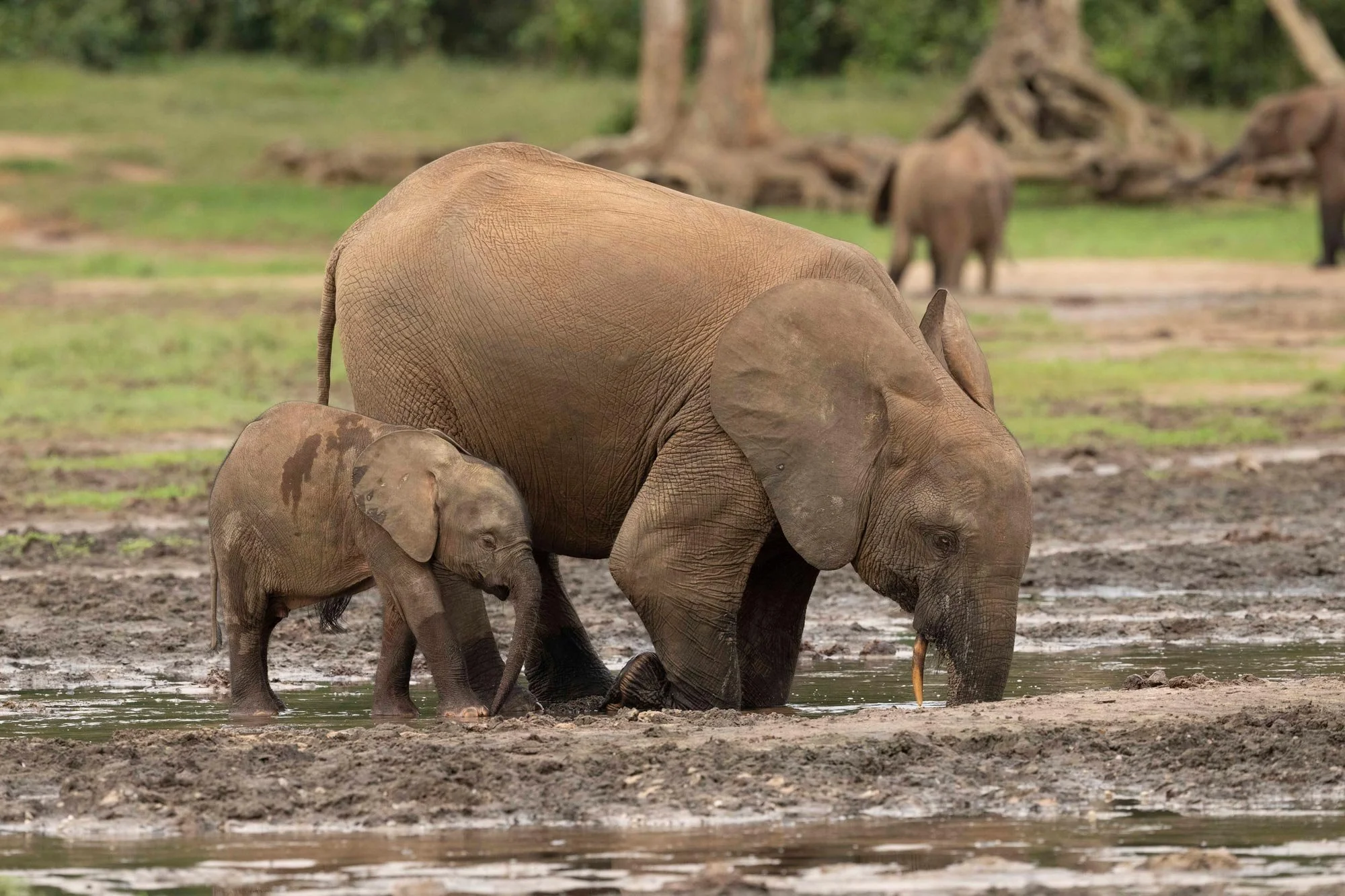 Una madre elefante con su cría en un río, rodeados de agua y vegetación