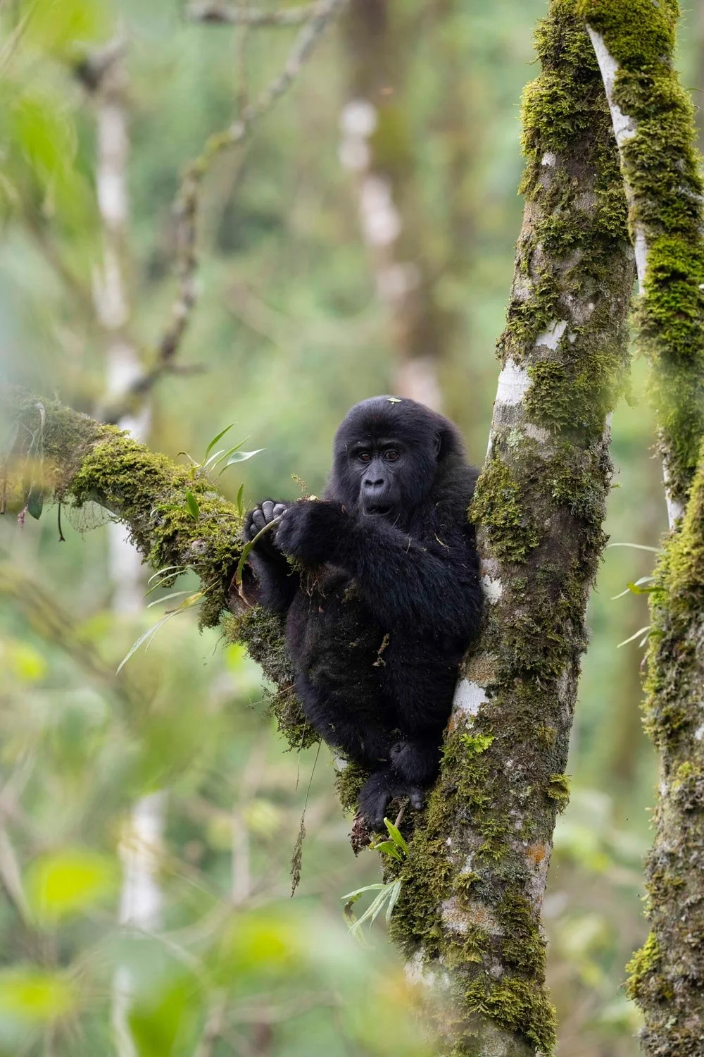 Un gorila joven sentado en una rama de árbol en una selva verde y frondosa.