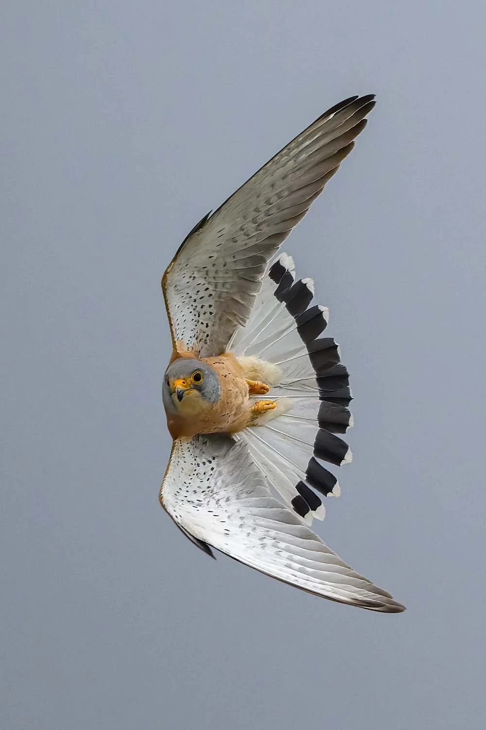 Un halcón con las alas extendidas en vuelo, contra un cielo gris.