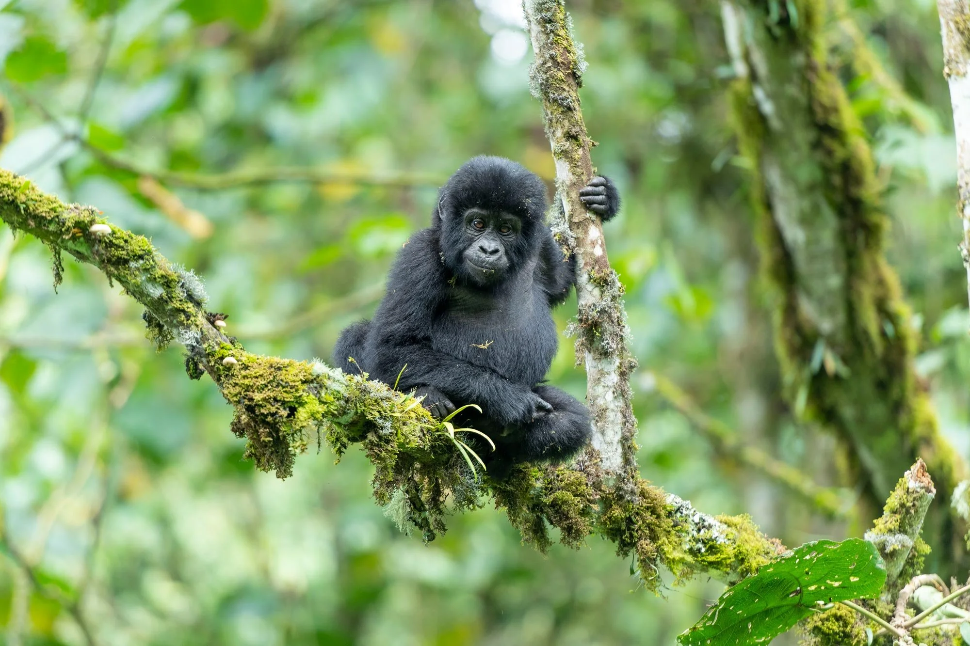 Un bebé gorila negro sentado en una rama cubierta de musgo en medio de un denso bosque tropical.