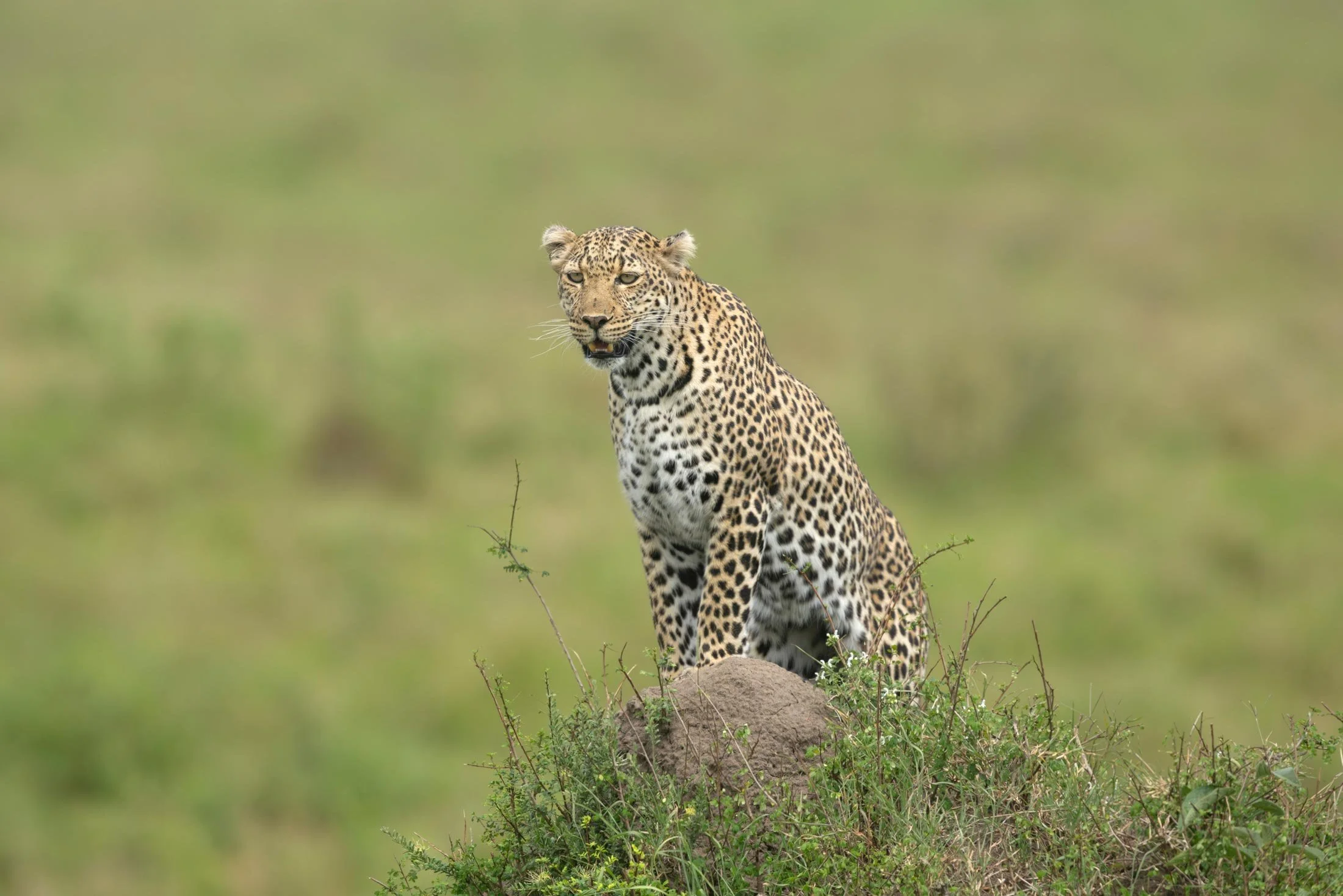 Un hábil jaguar con un pelaje manchado se sienta sobre una roca en un paisaje de sabana verde, mirando hacia adelante con expresión atenta.