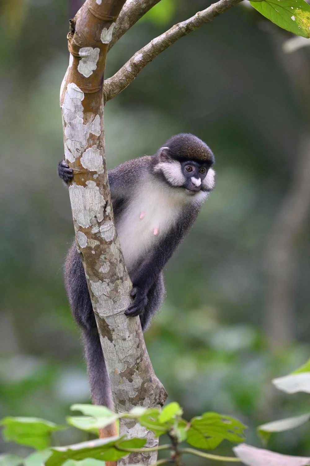Un pequeño mono trepado en un árbol en un bosque verde.