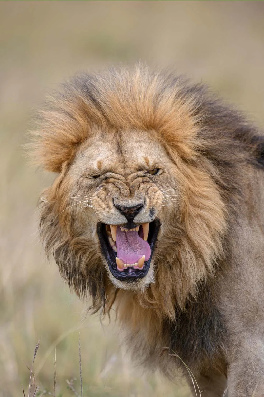 Un león macho con melena dorada, mostrando los dientes y con la boca abierta en un rugido, en la sabana africana.