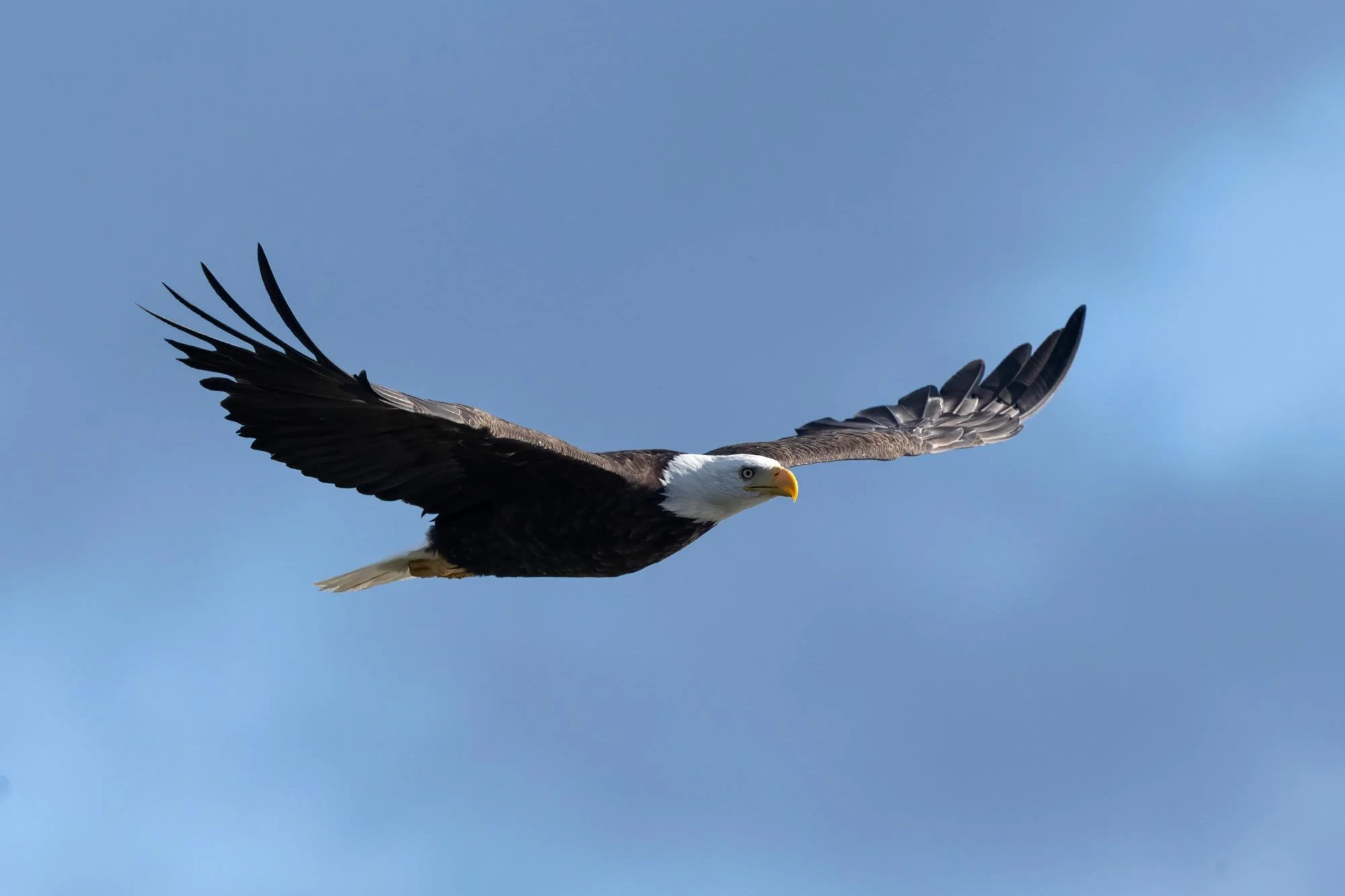 Águila en vuelo en cielo azul.
