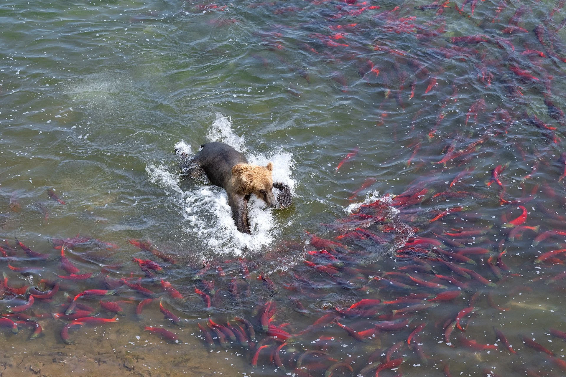 ¿Drones en Alaska? La historia detrás de esta foto