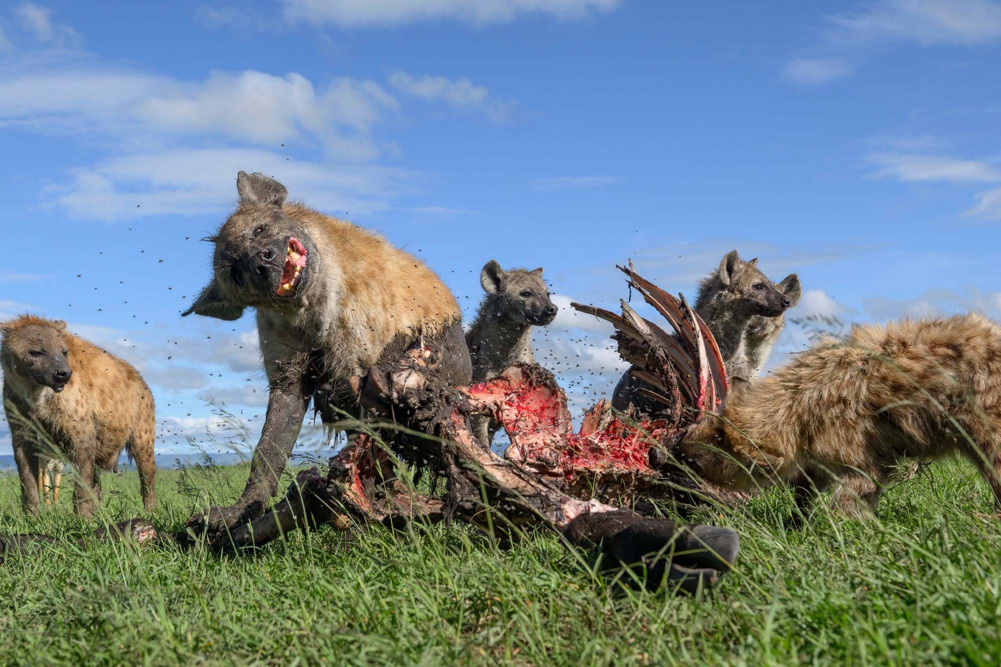 Manadas de hienas devorando un animal muerto en un campo verde con cielo azul y nubes.