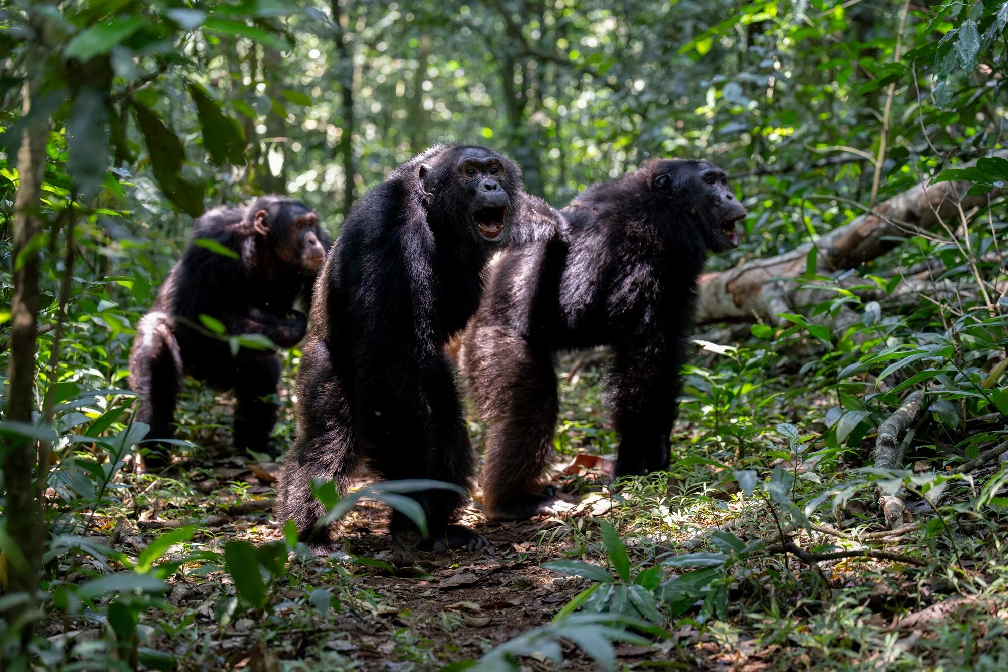 Grupo de cuatro chimpancés en la selva, dos de ellos parecen estar en movimiento y uno en primer plano con la boca abierta.