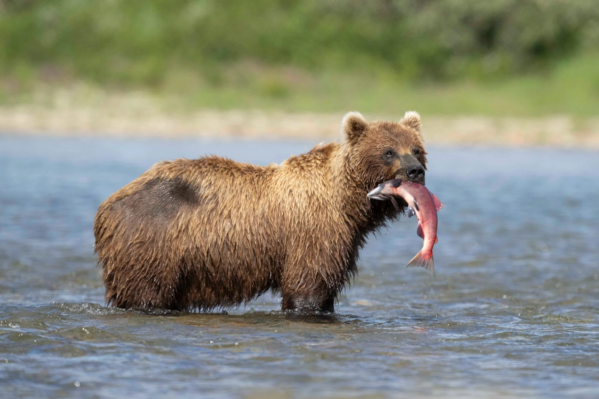 Un oso de peluche grande en un río sosteniendo un pez en su boca.