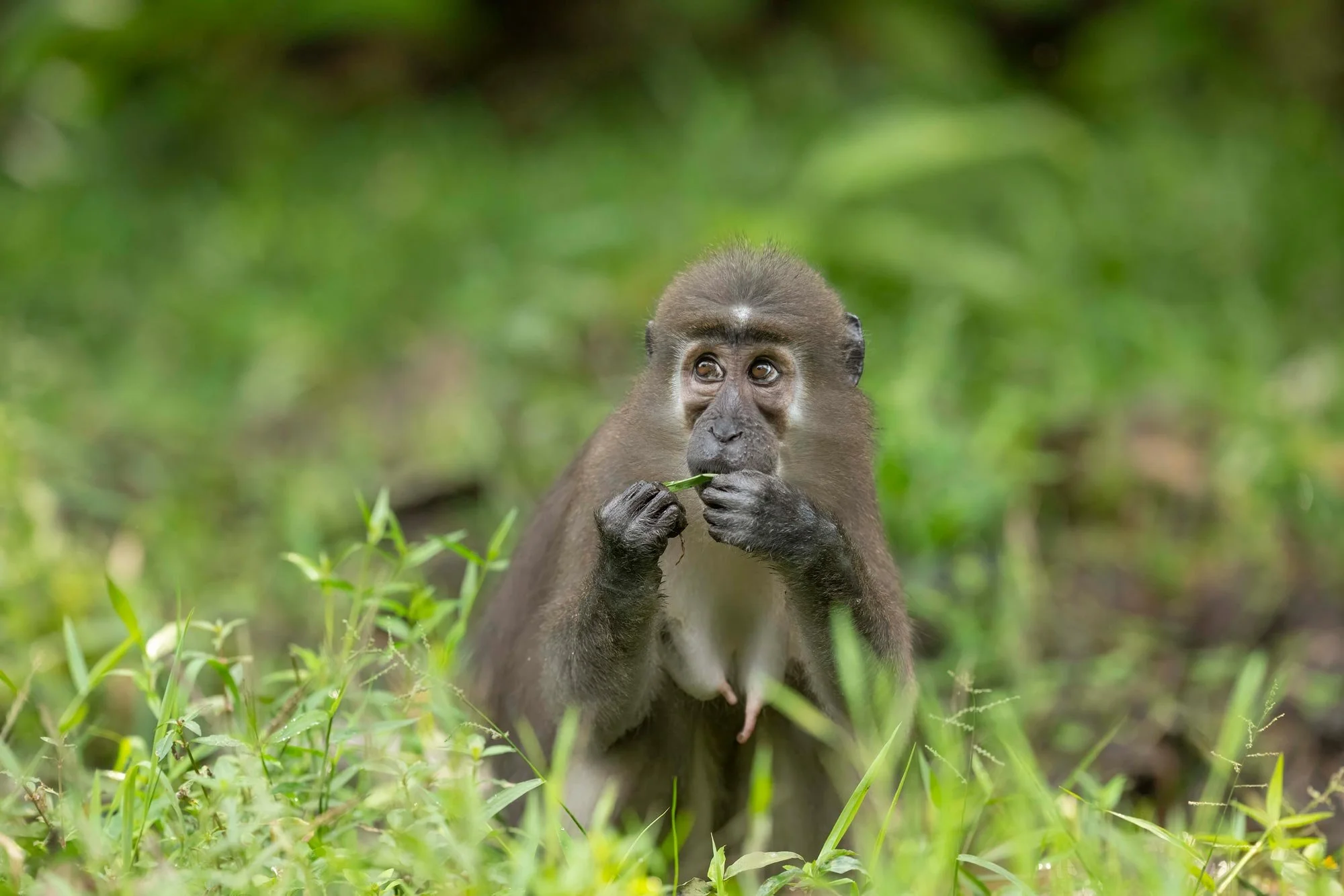 Un mono pequeño con pelo oscuro y rostro expresivo, sosteniendo y comiendo una hoja en un entorno de selva con vegetación verde densa.
