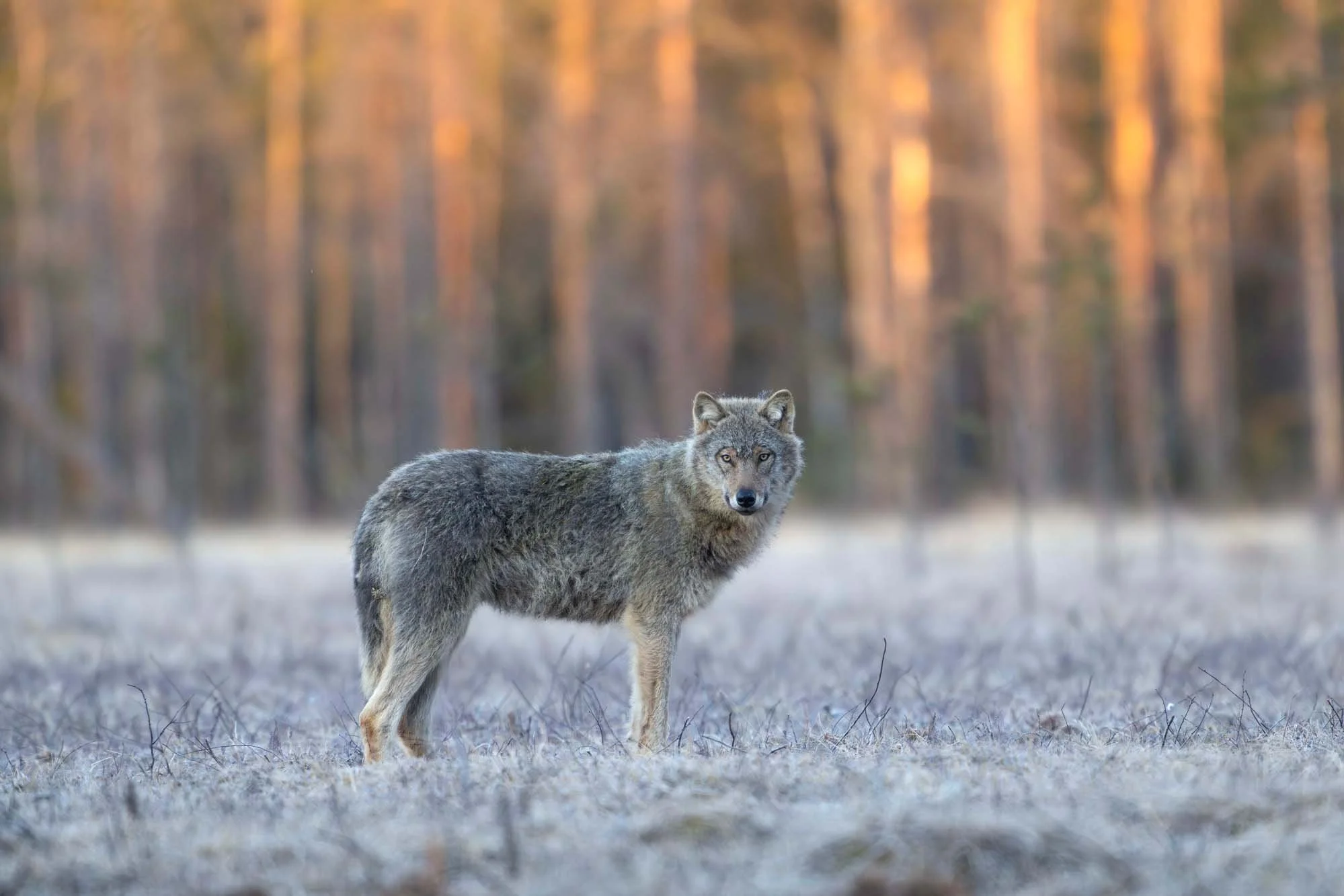 Un lobo gris de pie en un campo con árboles difusos en el fondo, durante un atardecer.
