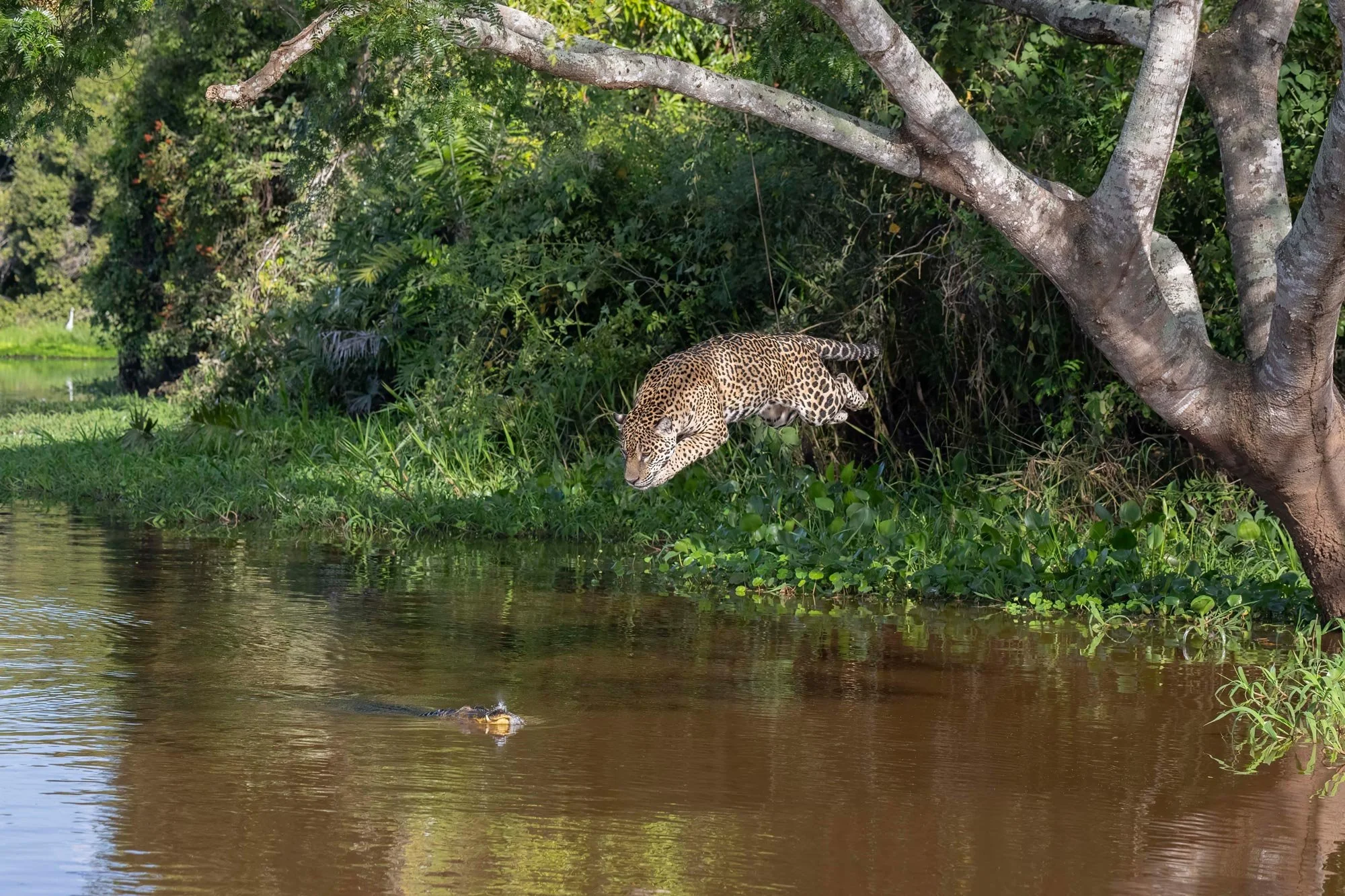 Un jaguar nadando en un río rodeado de vegetación y árboles.