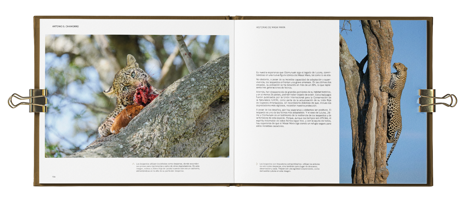 Libro abierto con fotografías y texto sobre felinos en árboles, incluyendo un jaguar y un leopard