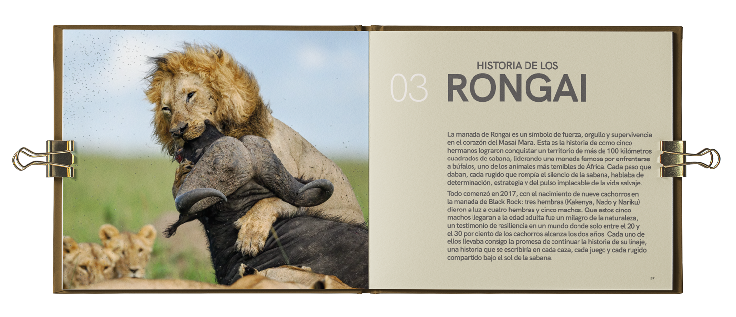 Libro abierto con una imagen de un león sosteniendo a un cachorro y algunas crías de león en el fondo, y texto sobre la historia de los rongai.
