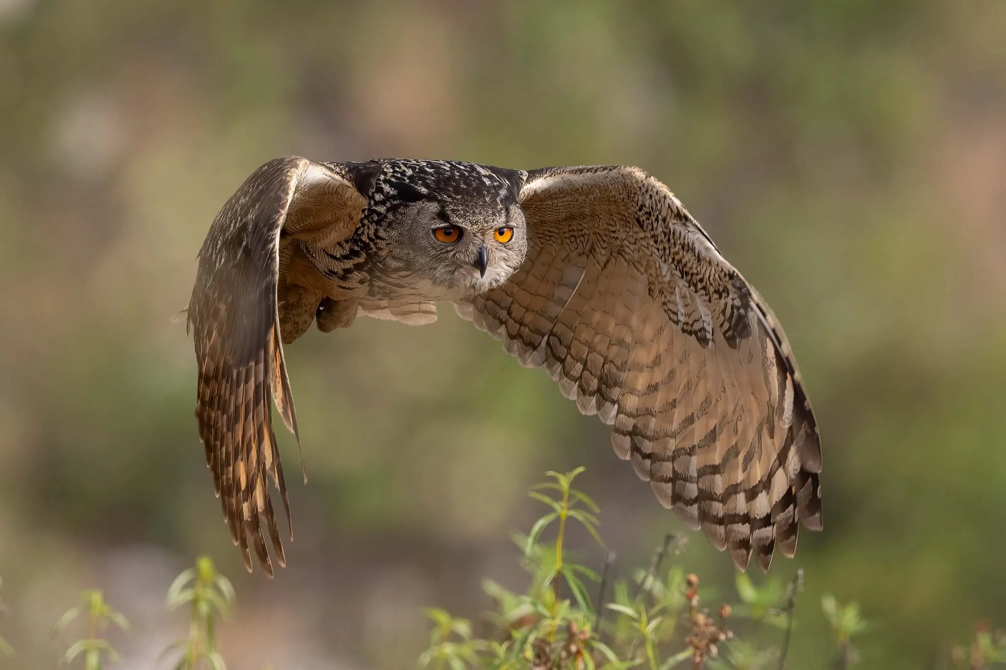Búho en vuelo, con alas extendidas y fondo difuso de naturaleza.