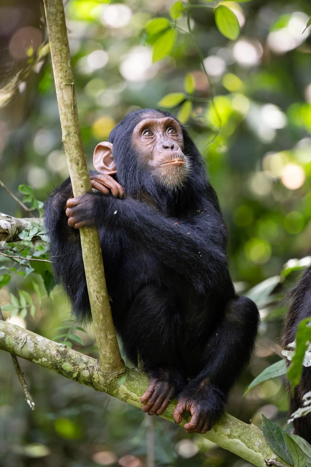 Un chimpancé joven en un árbol de la selva amazónica, sosteniéndose de una rama mientras observa atentamente.