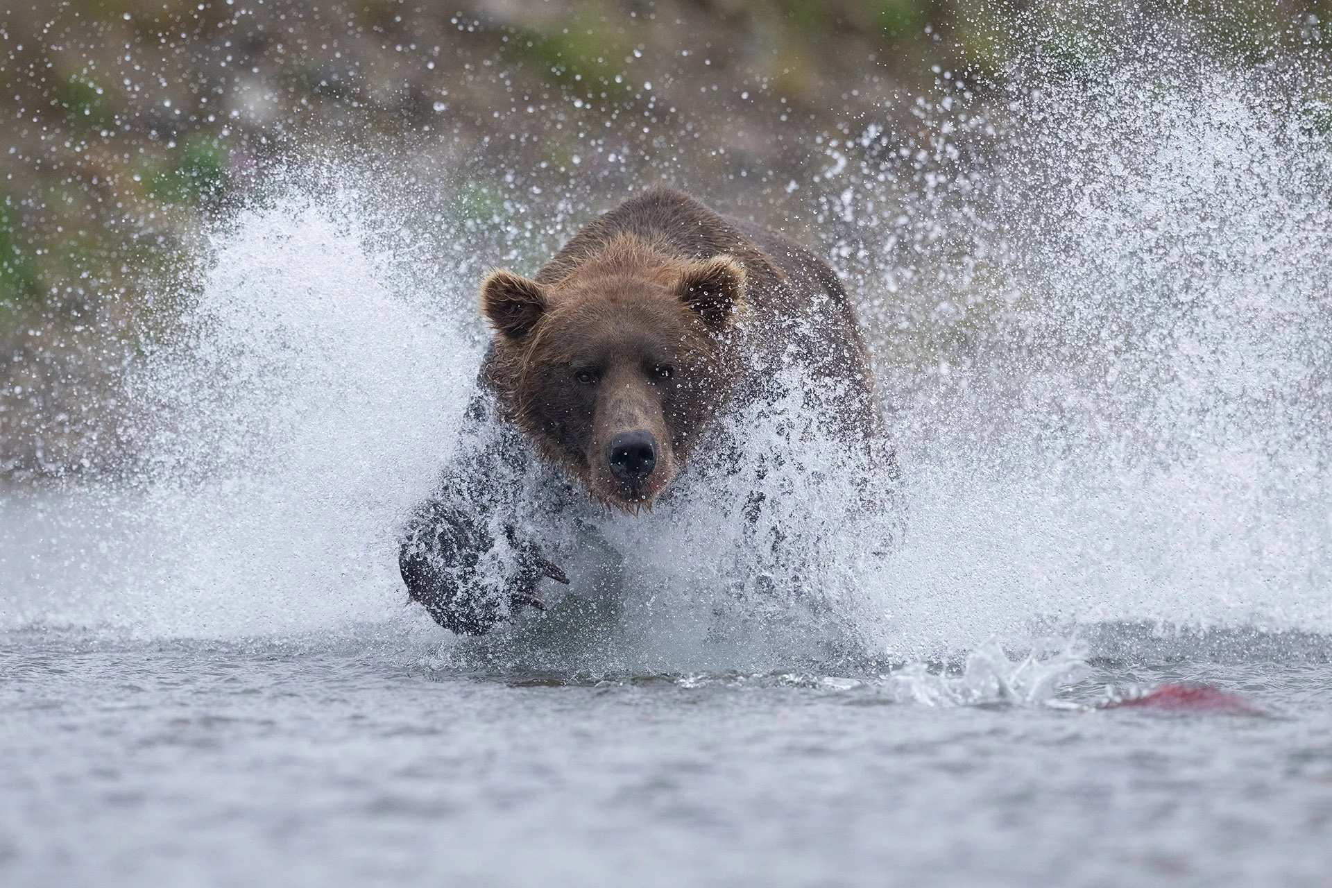 Un oso grizzly avanza para pescar un salmón en el Parque Nacional de Katmai en Alaska