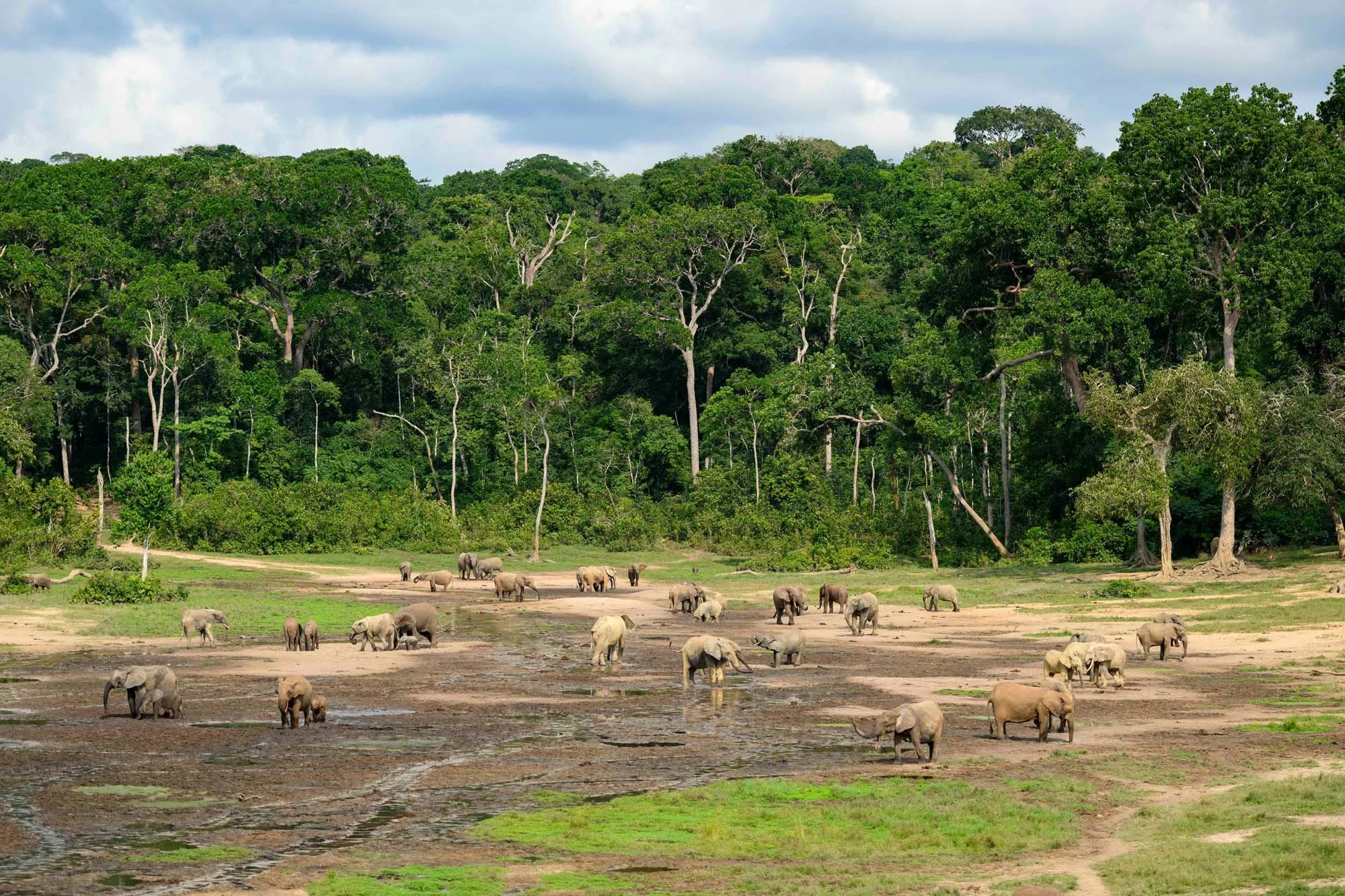 Grupo de elefantes en una planicie junto a un extenso bosque verde.