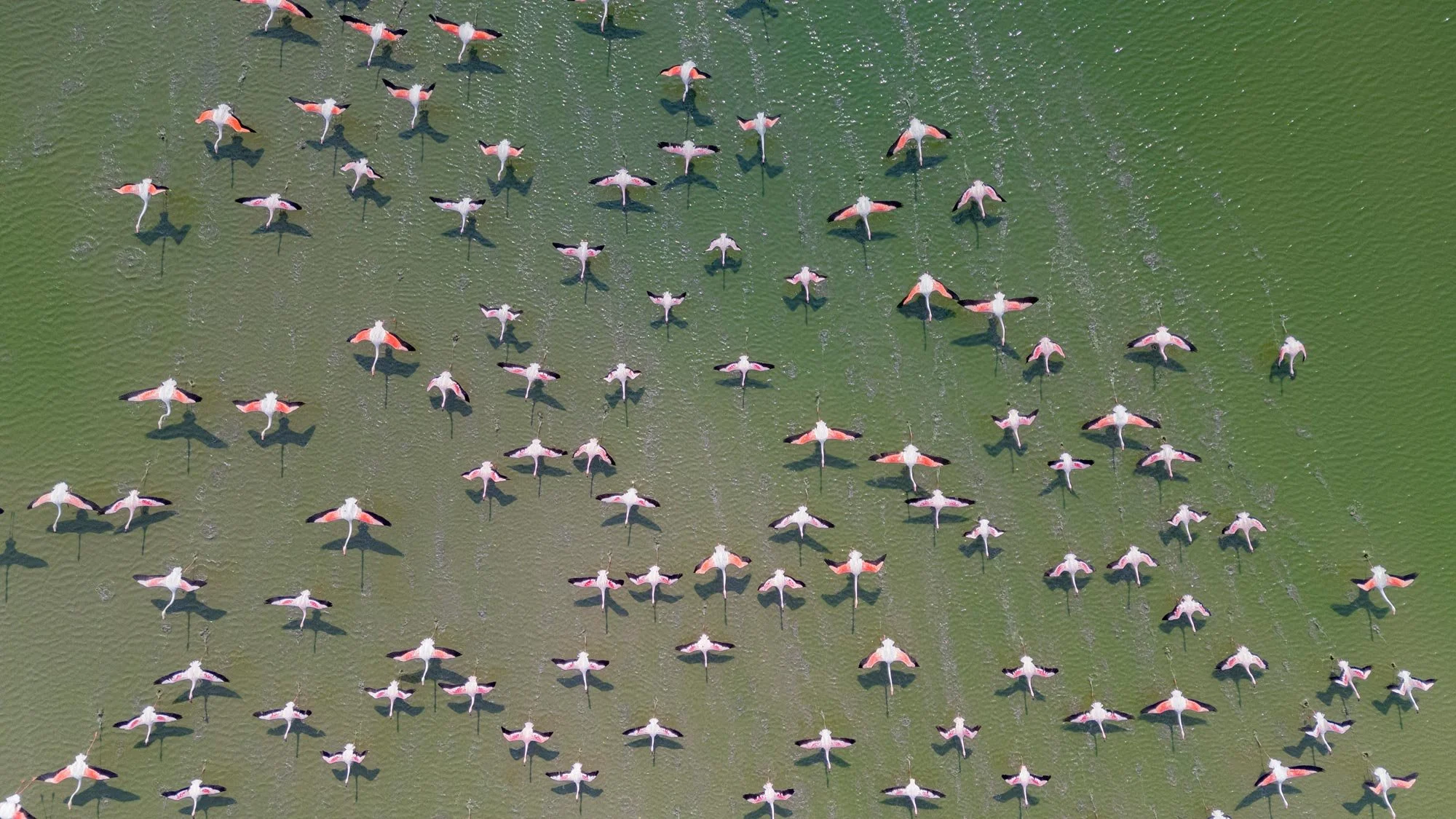 Varios flamencos rosados en vuelo sobre un agua verde, mostrando sus alas abiertas desde una vista aérea.