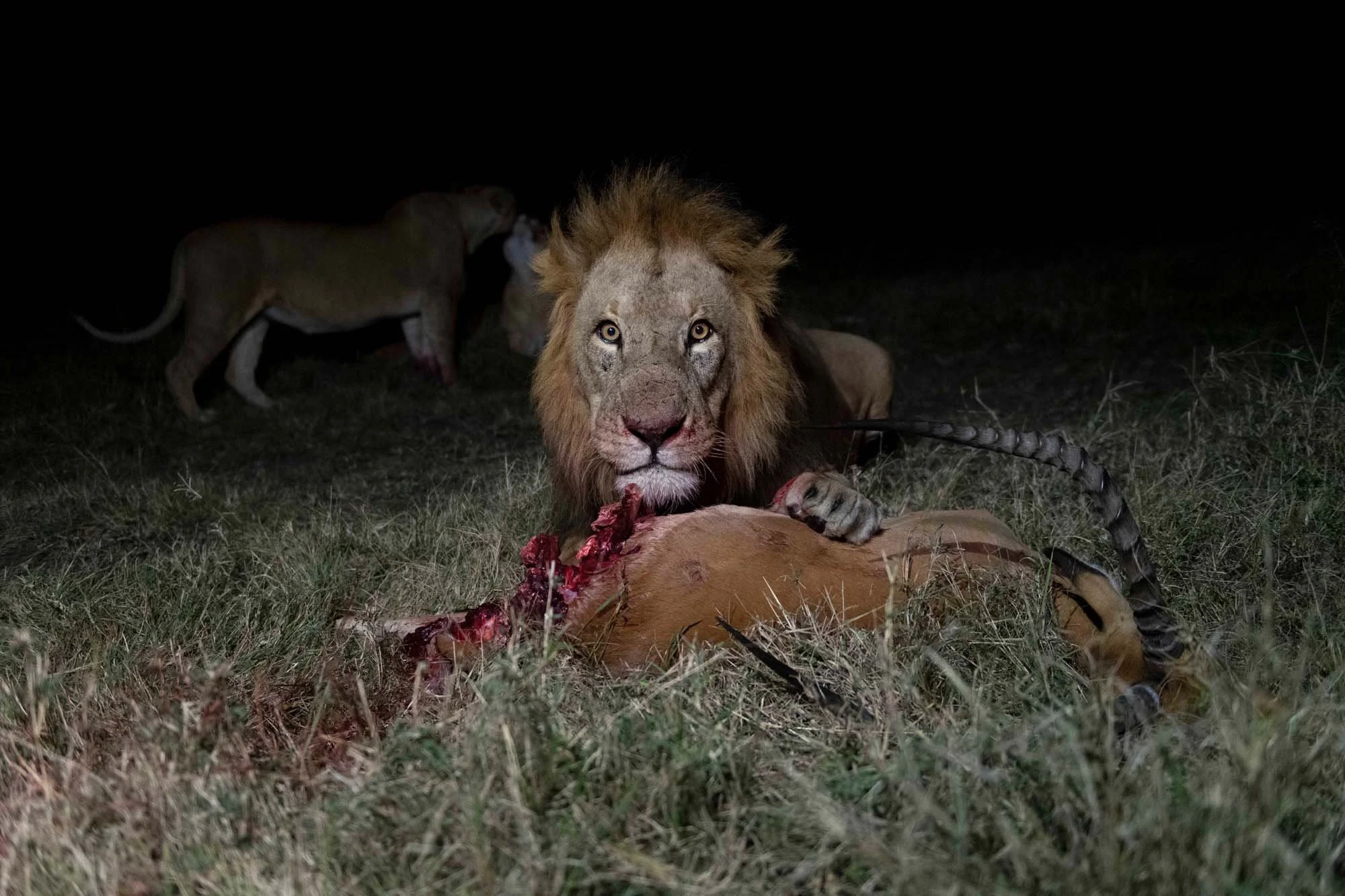 Un león ha cazado y devorado a una gacela, con otra gacela en el fondo, en la noche en la sabana.