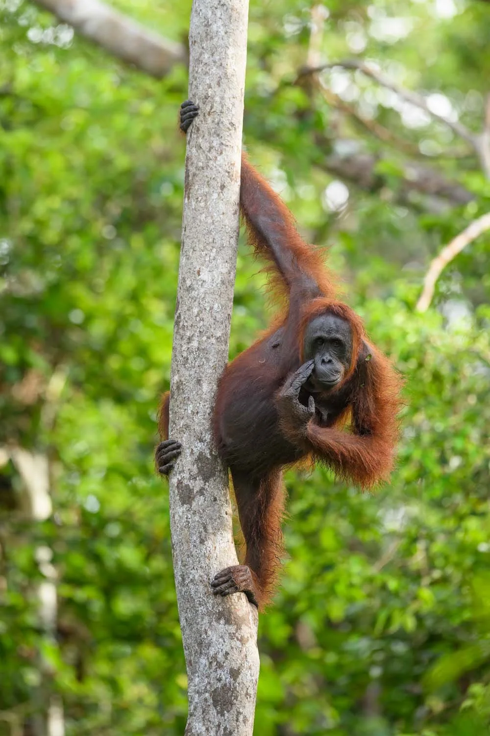 Un orangután en un árbol en la selva tropical con fondo de hojas verdes.