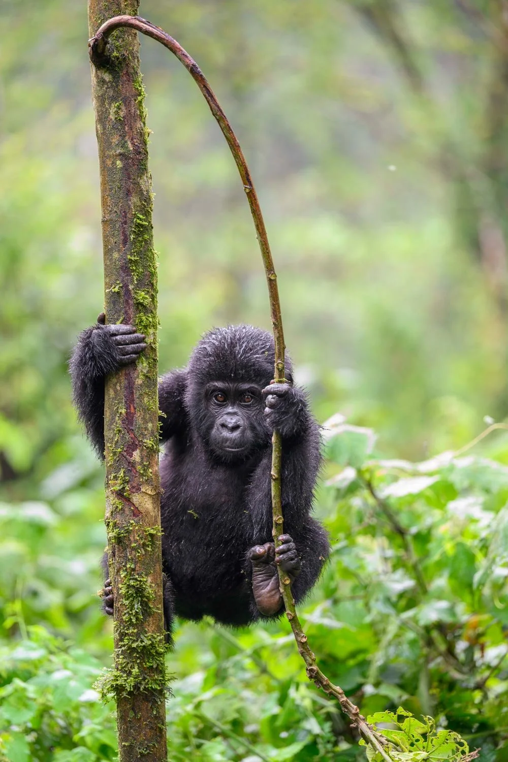 Un bebé gorila colgado de un árbol en una selva verde, sosteniendo una rama del árbol.