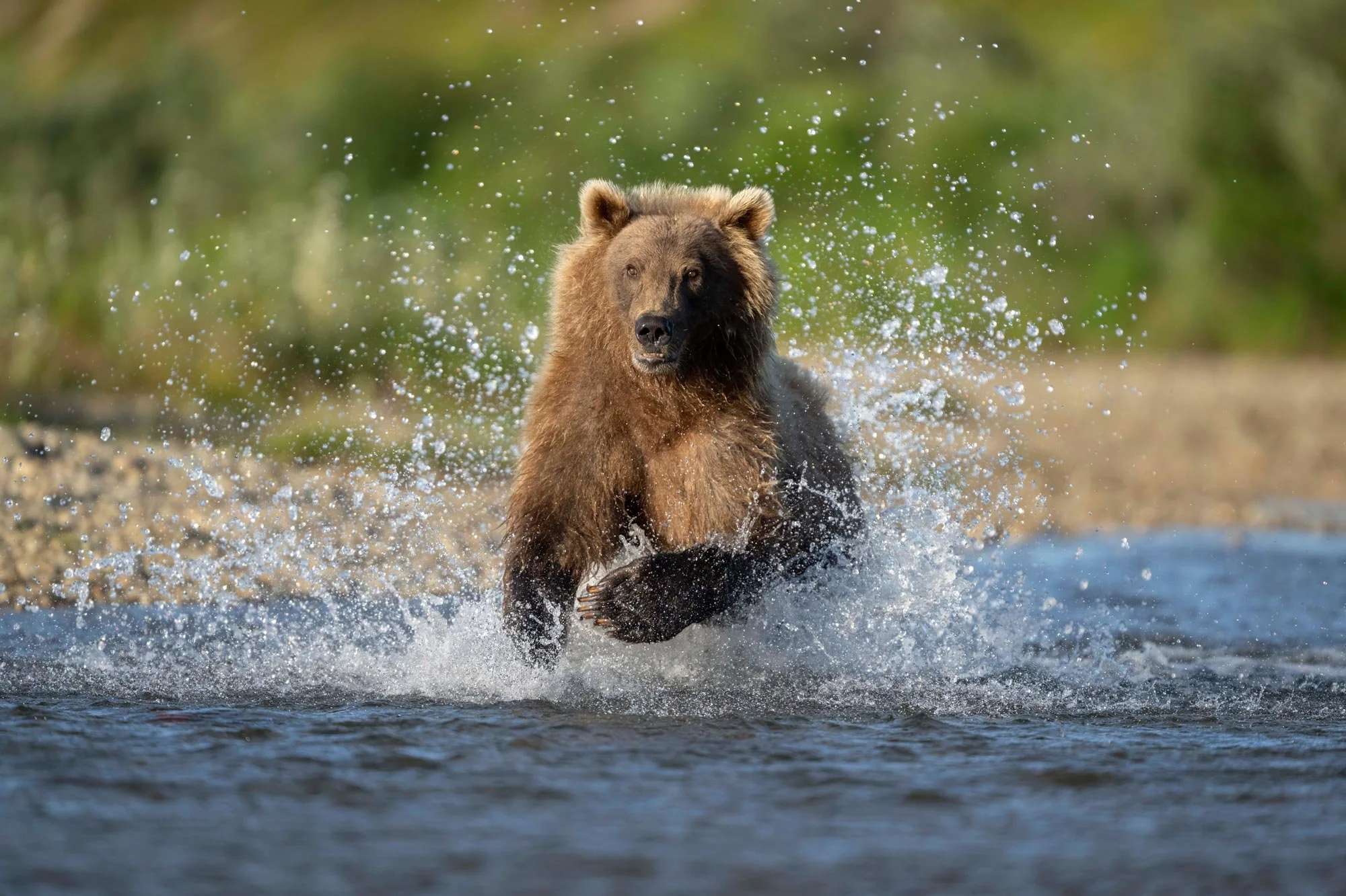Un oso pardo en agua corriendo con agua salpicando a su alrededor.
