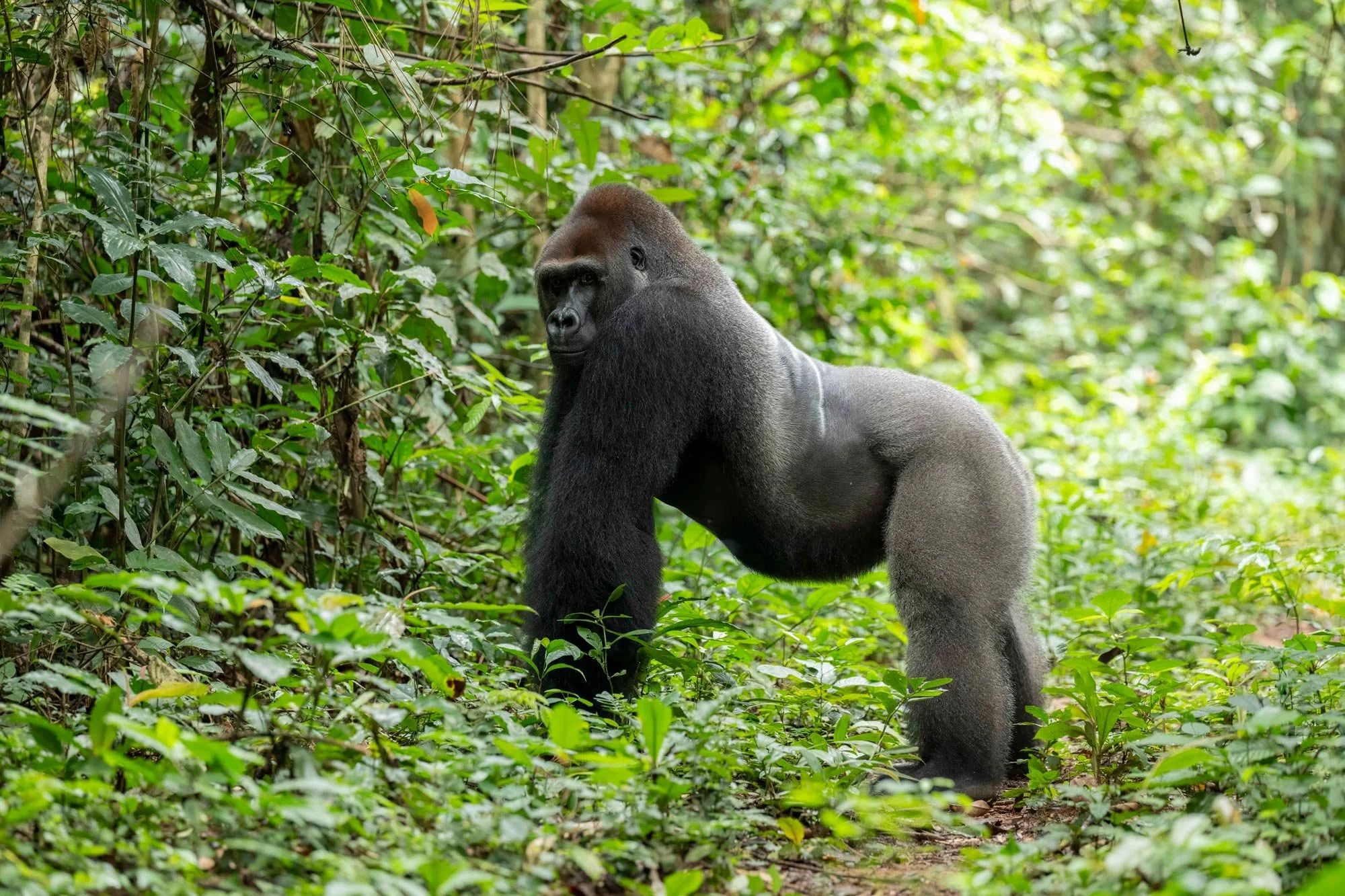 Un gorila en la jungla rodeado de vegetación verde.