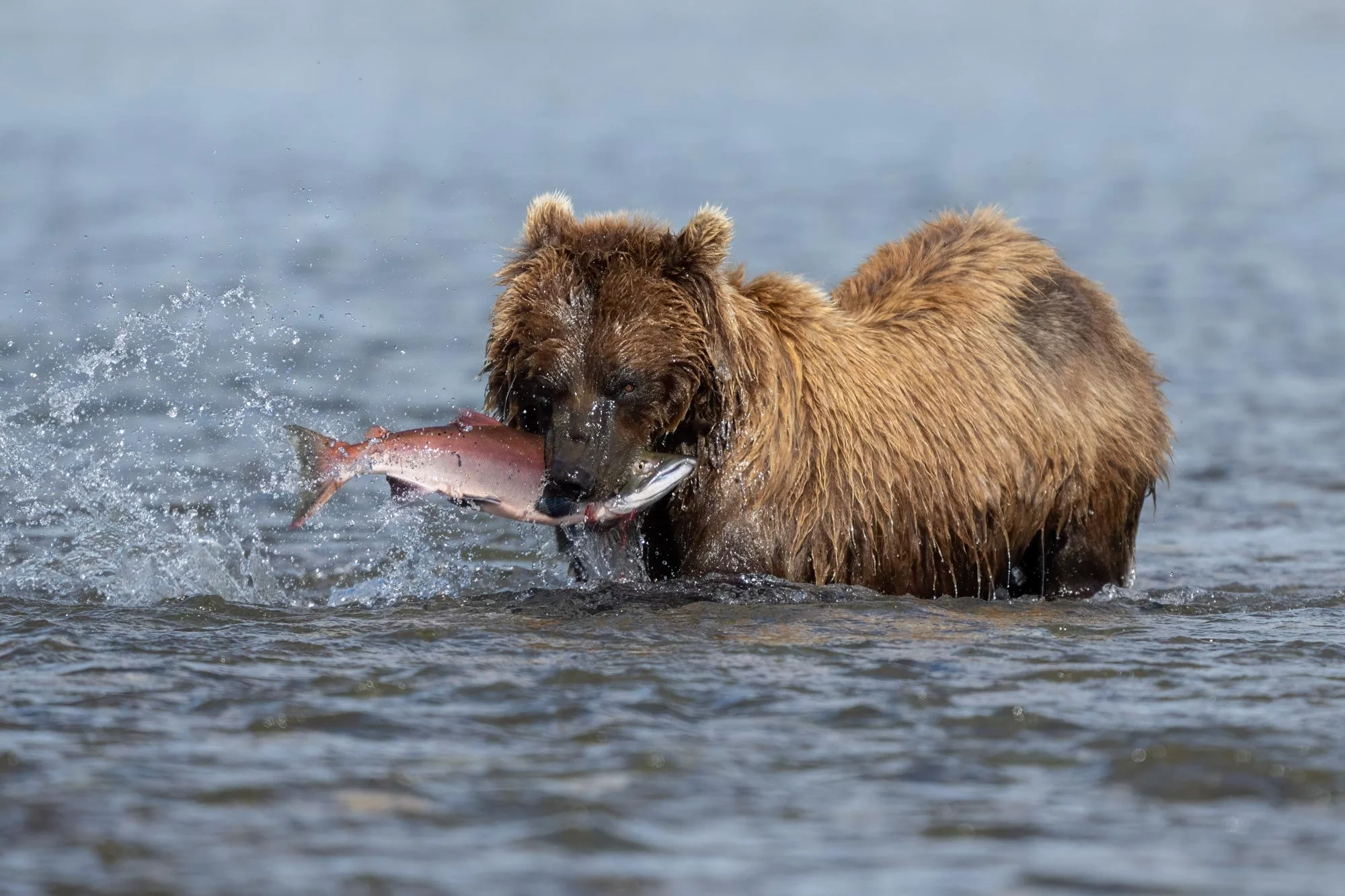 Un oso pardo en el agua sosteniendo un pez que acaba de atrapar.