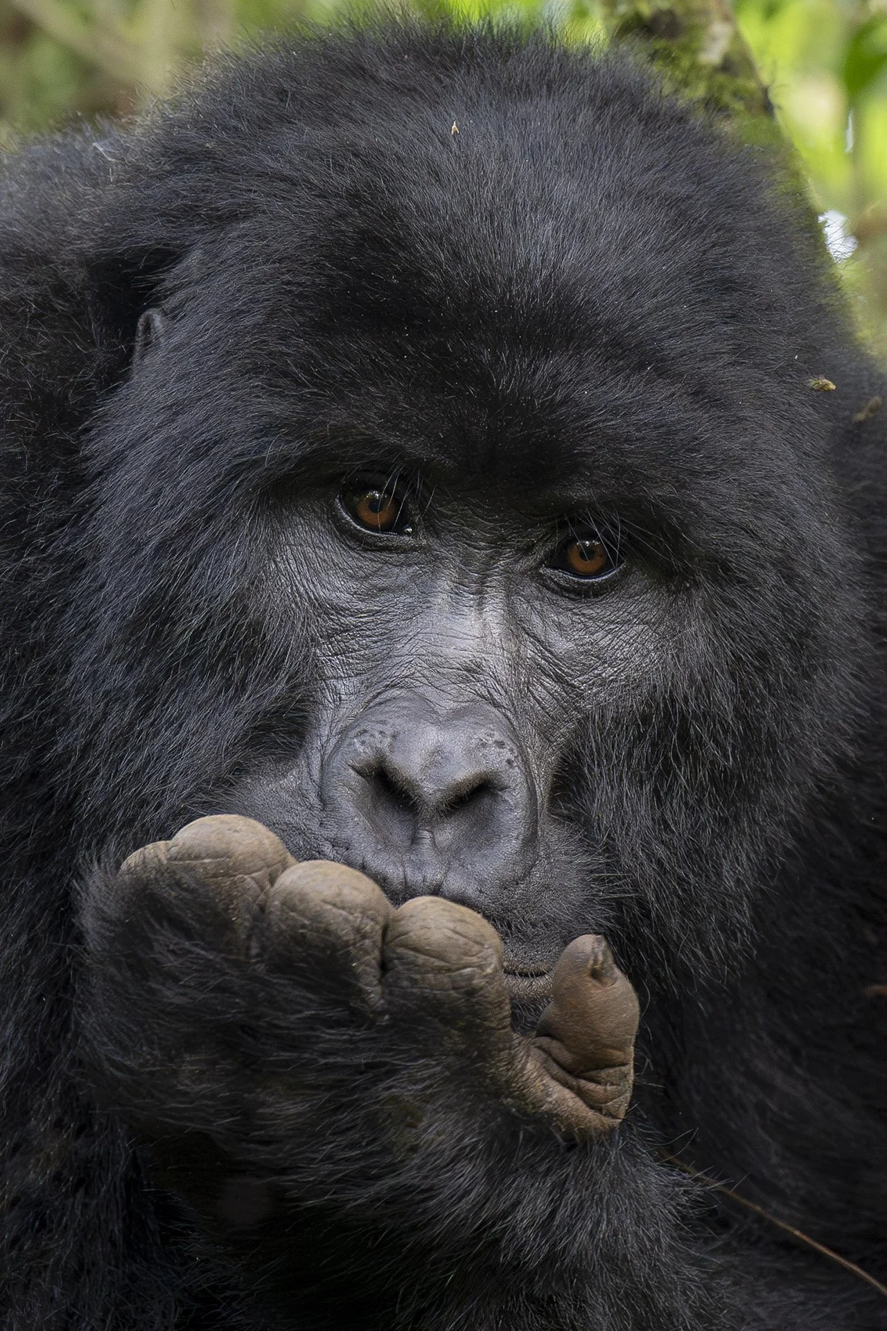Un gorila de montaña apoya su cabeza en la mano.