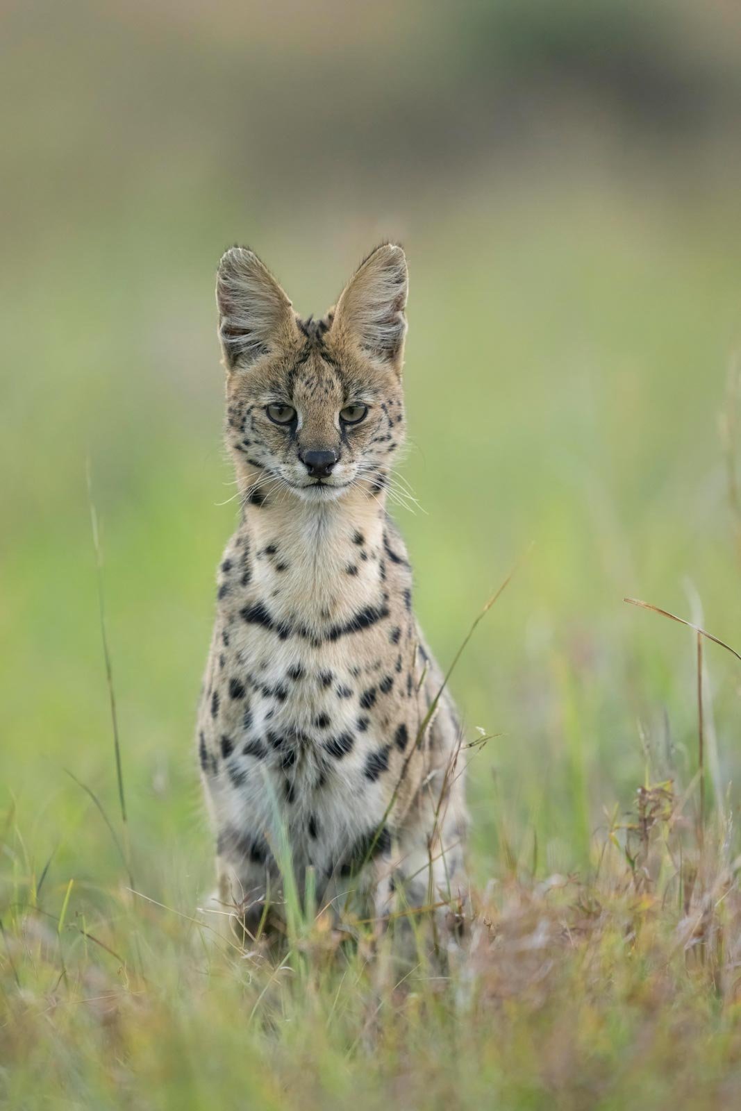 Joven leopardo en la hierba con fondo difuminado.