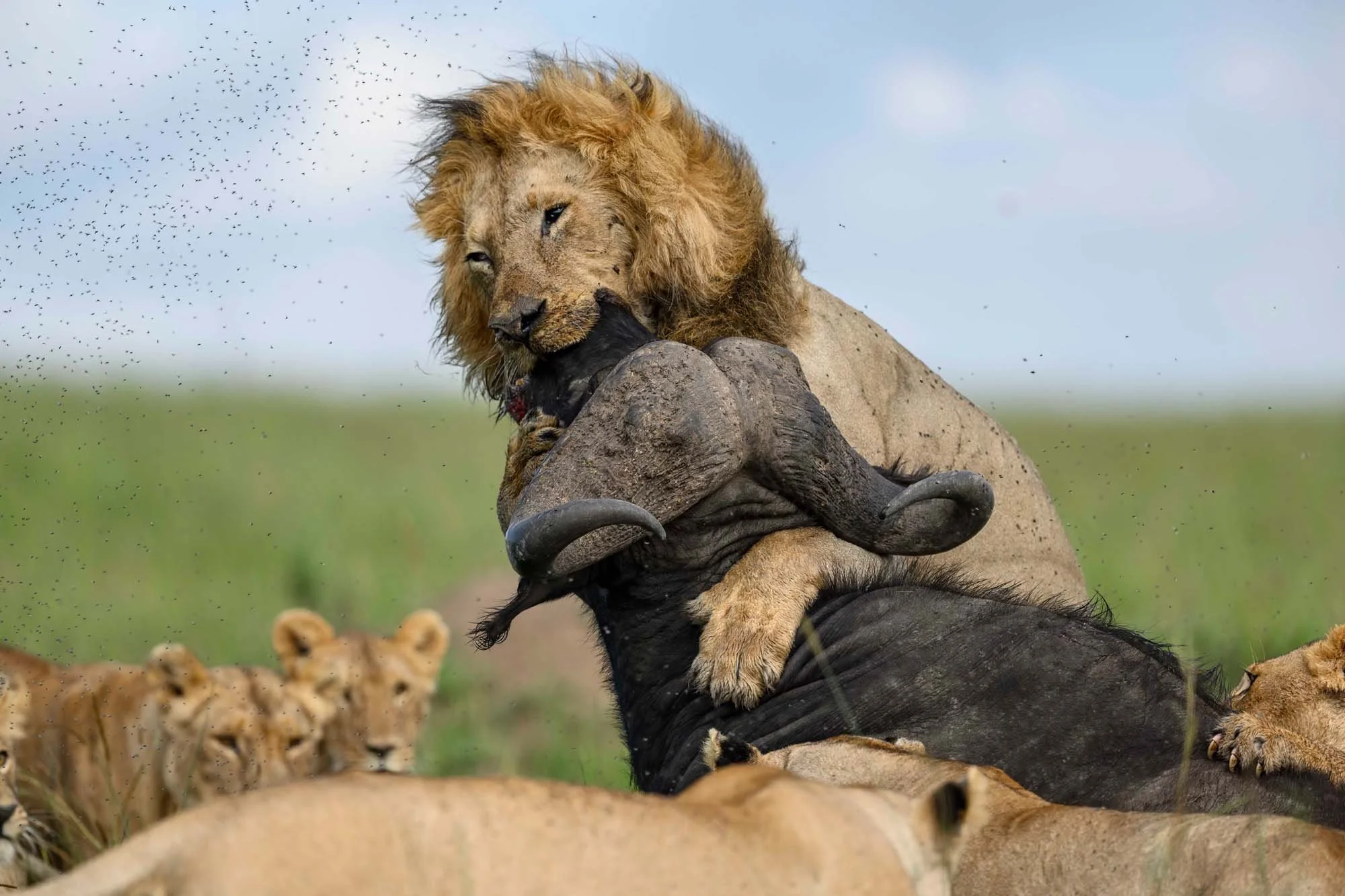 León cazar una cebra en la sabana africana, con varias cebras en el fondo.