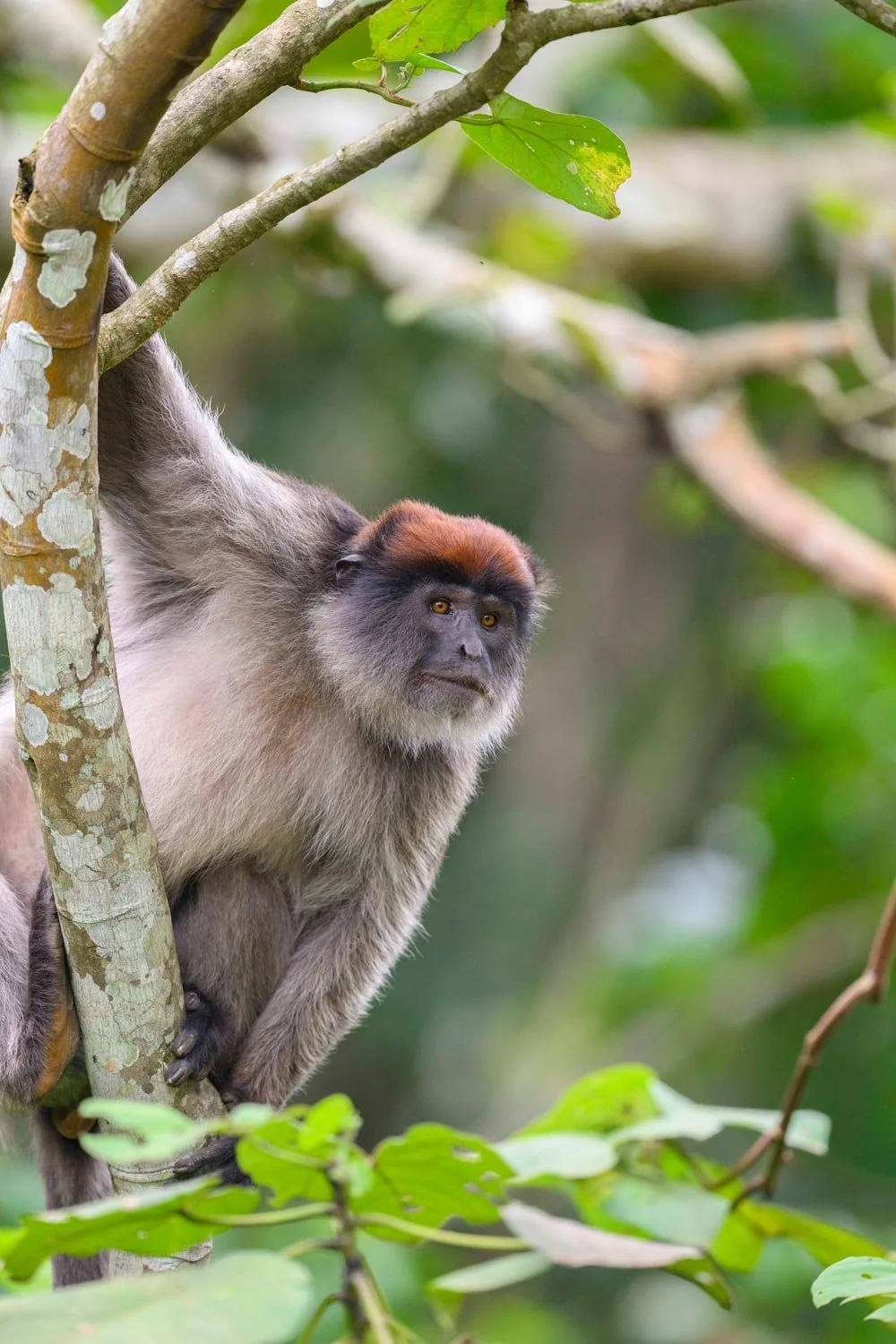 Un mono en la rama de un árbol en medio de la selva