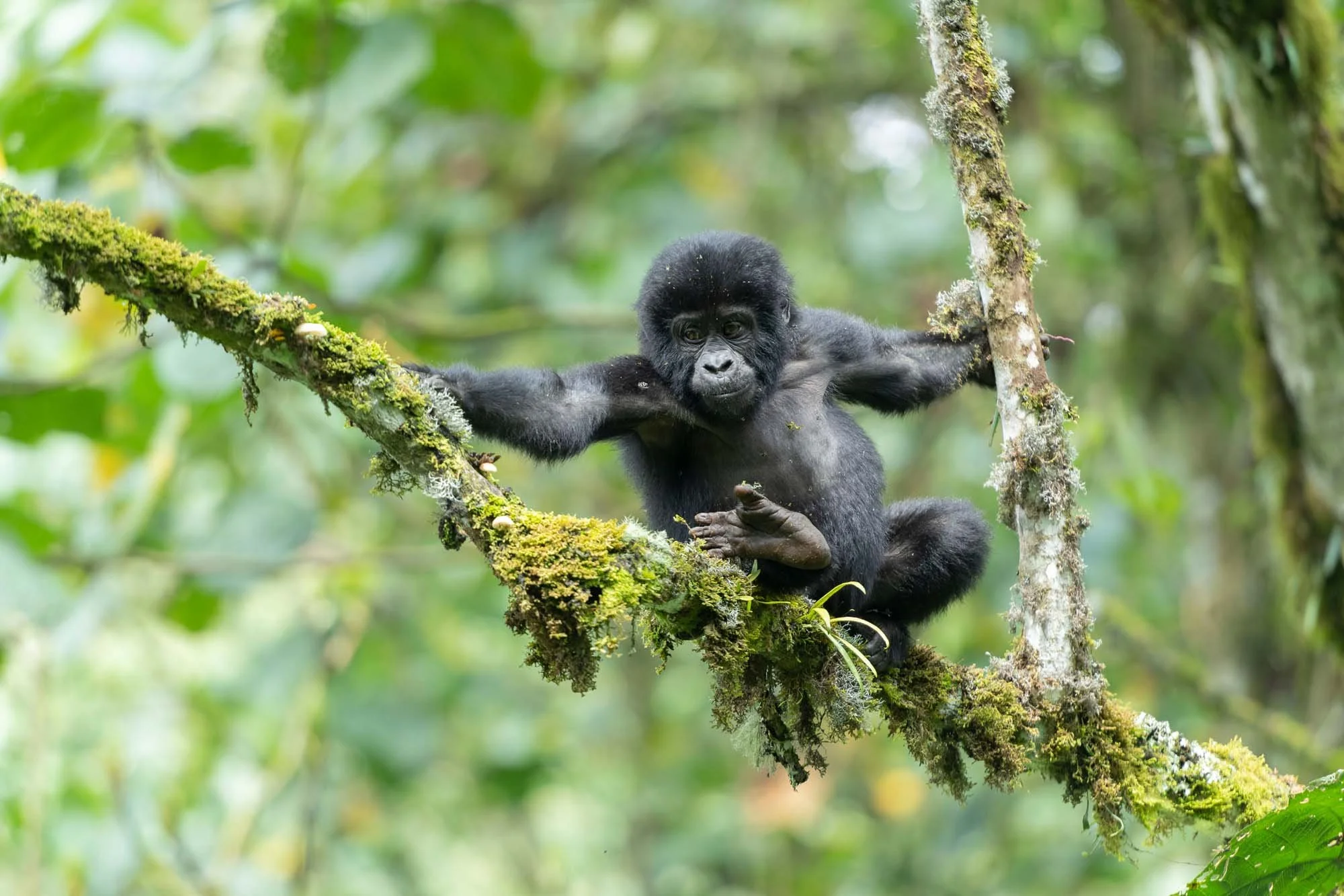 Un bebé gorila negro en un árbol cubierto de musgo en una selva tropical.