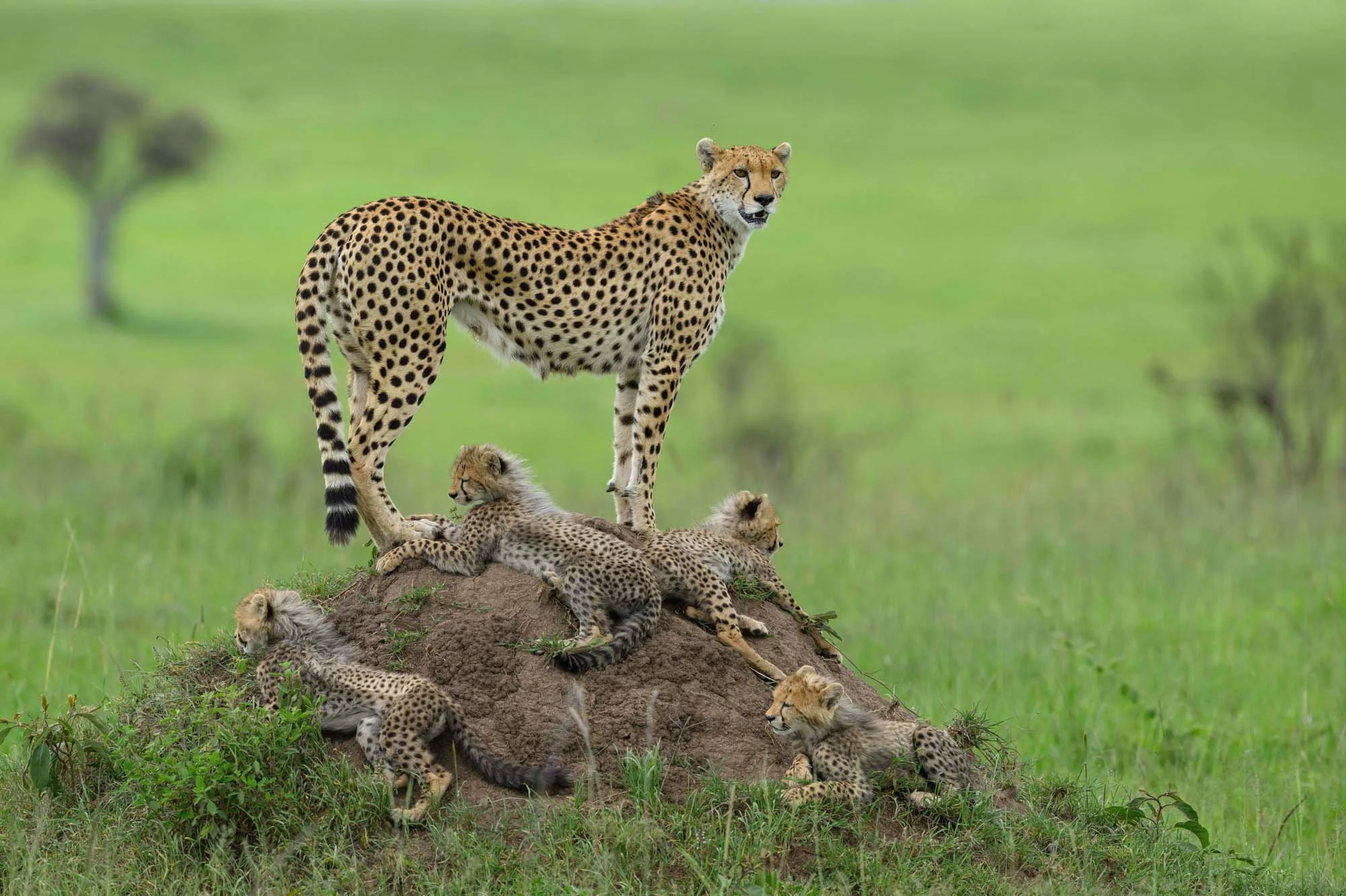 Una madre guepardo con sus crías descansando sobre un pequeño montículo en una pradera verde.