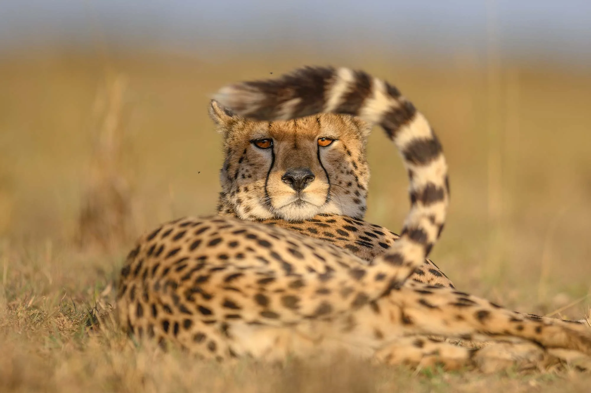 Un guepardo descansando en la sabana africana, con su cuerpo extendido y su rostro erguido mirando hacia la cámara.