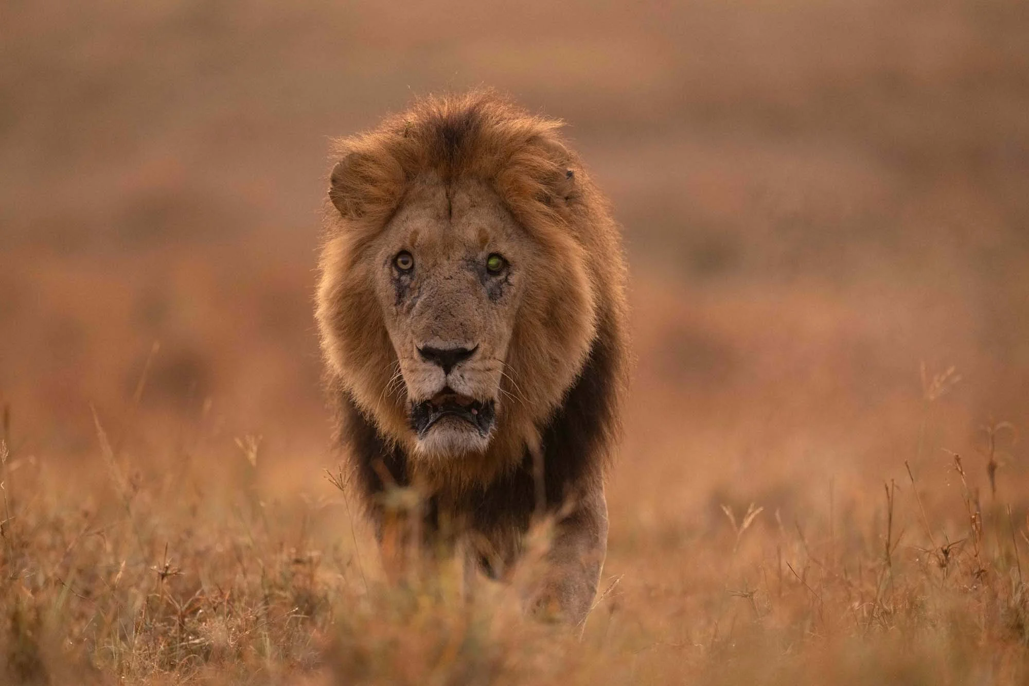 Un león caminando en la sabana africana, con un fondo de tonos cálidos y vegetación baja.