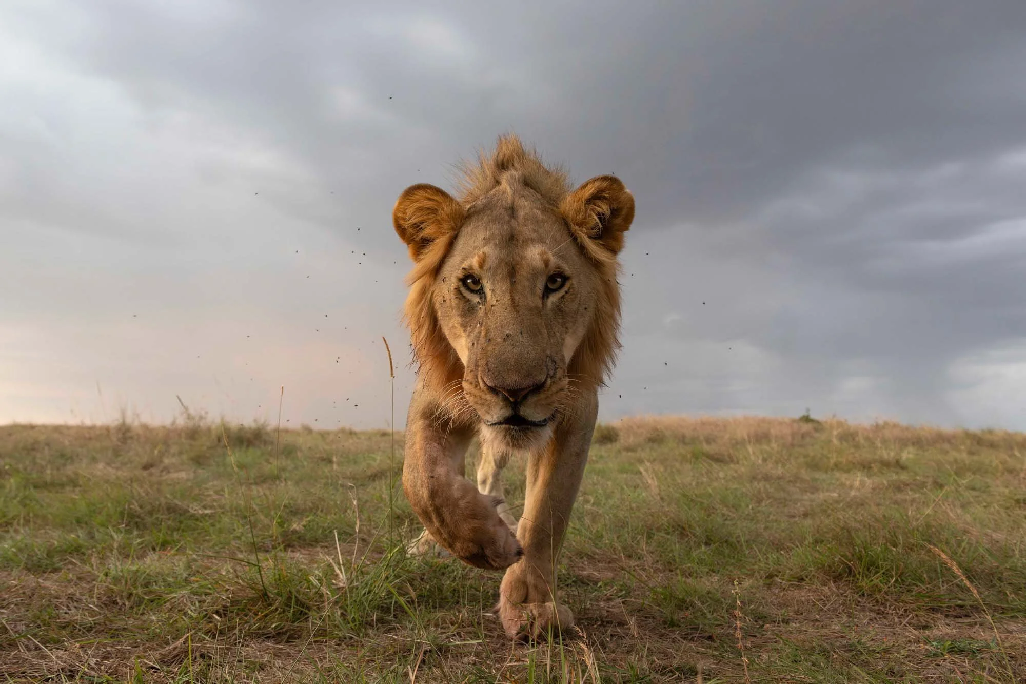 León caminando hacia la cámara en un campo con cielo nublado.