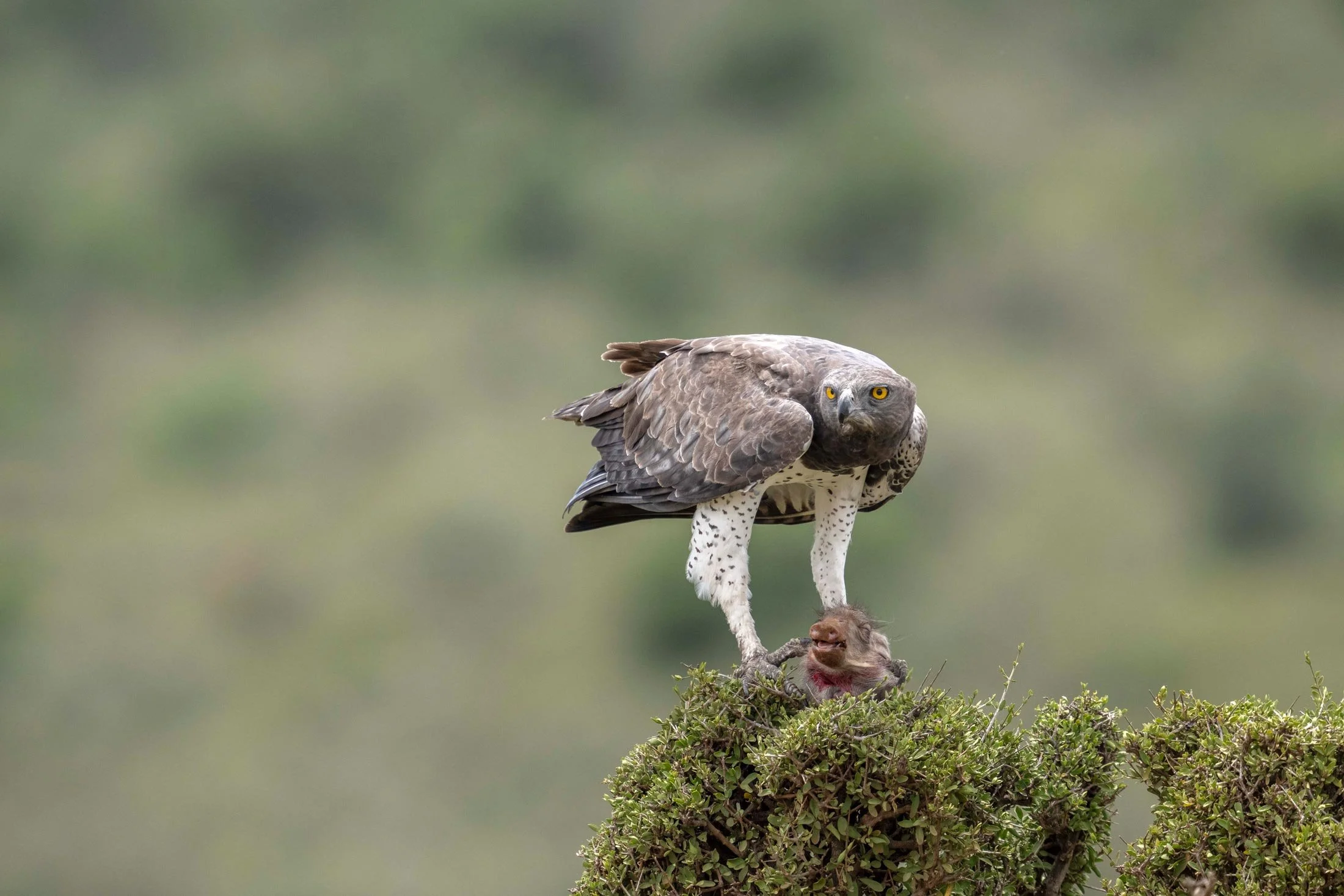 Águila en tierra, atrapando o sosteniendo la cabeza de un animal muerto en un arbusto.