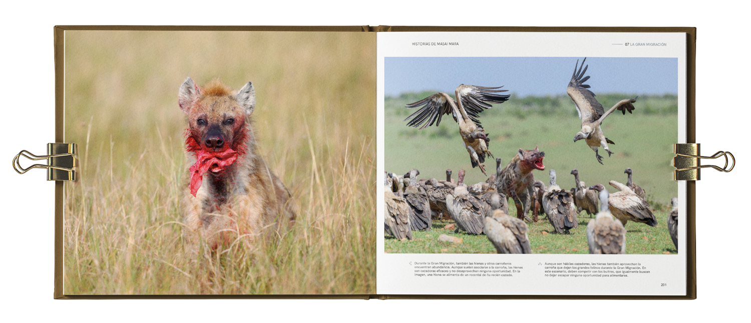 Libro abierto con fotografías de animales salvajes: un hiena con carne en la boca en la página izquierda y varias hienas y buitres en la página derecha en la sabana africana.
