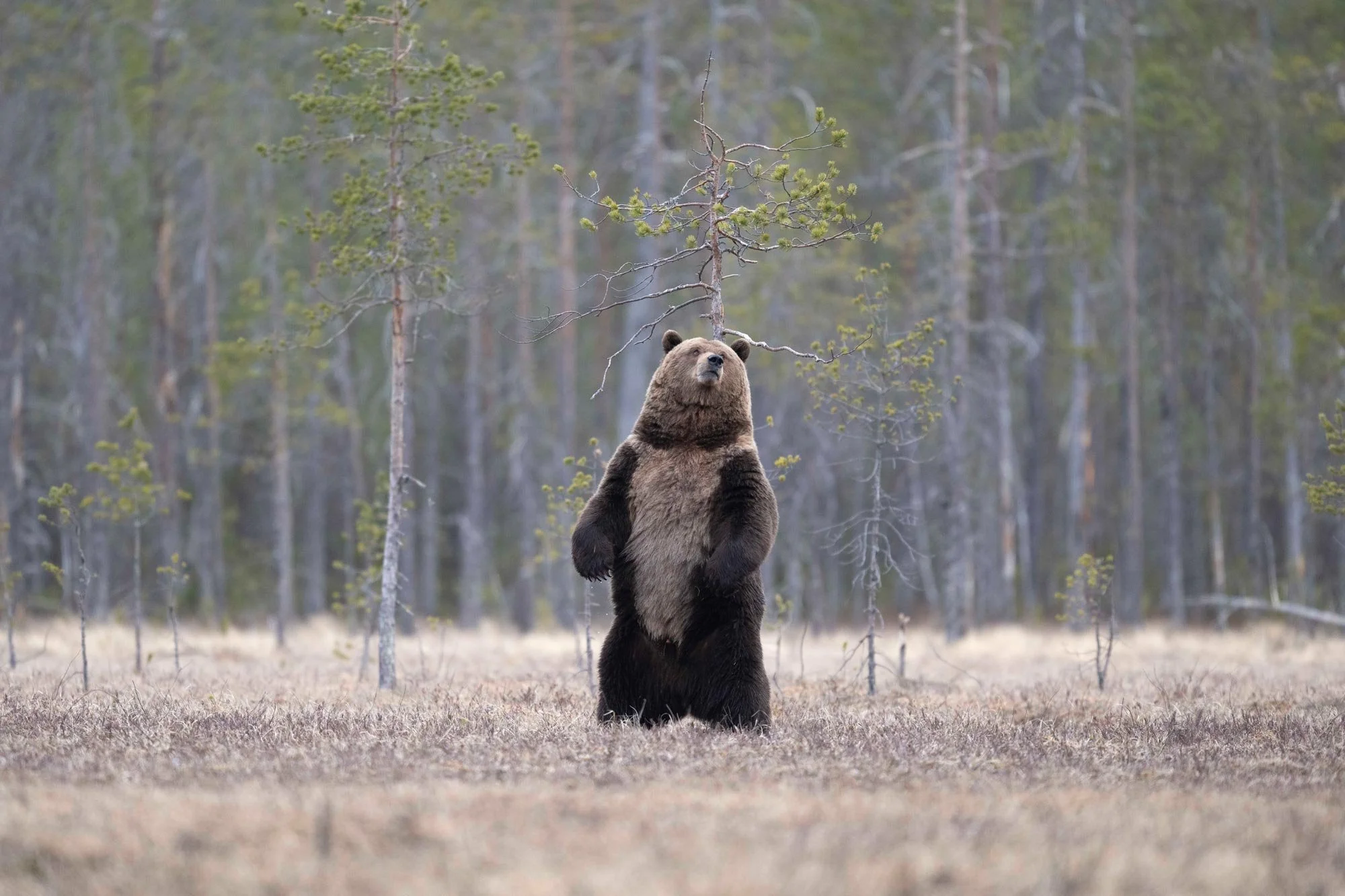 Chamorro-wildlife-photographer-expeditions-destinos-finlandia-01-oso.jpg