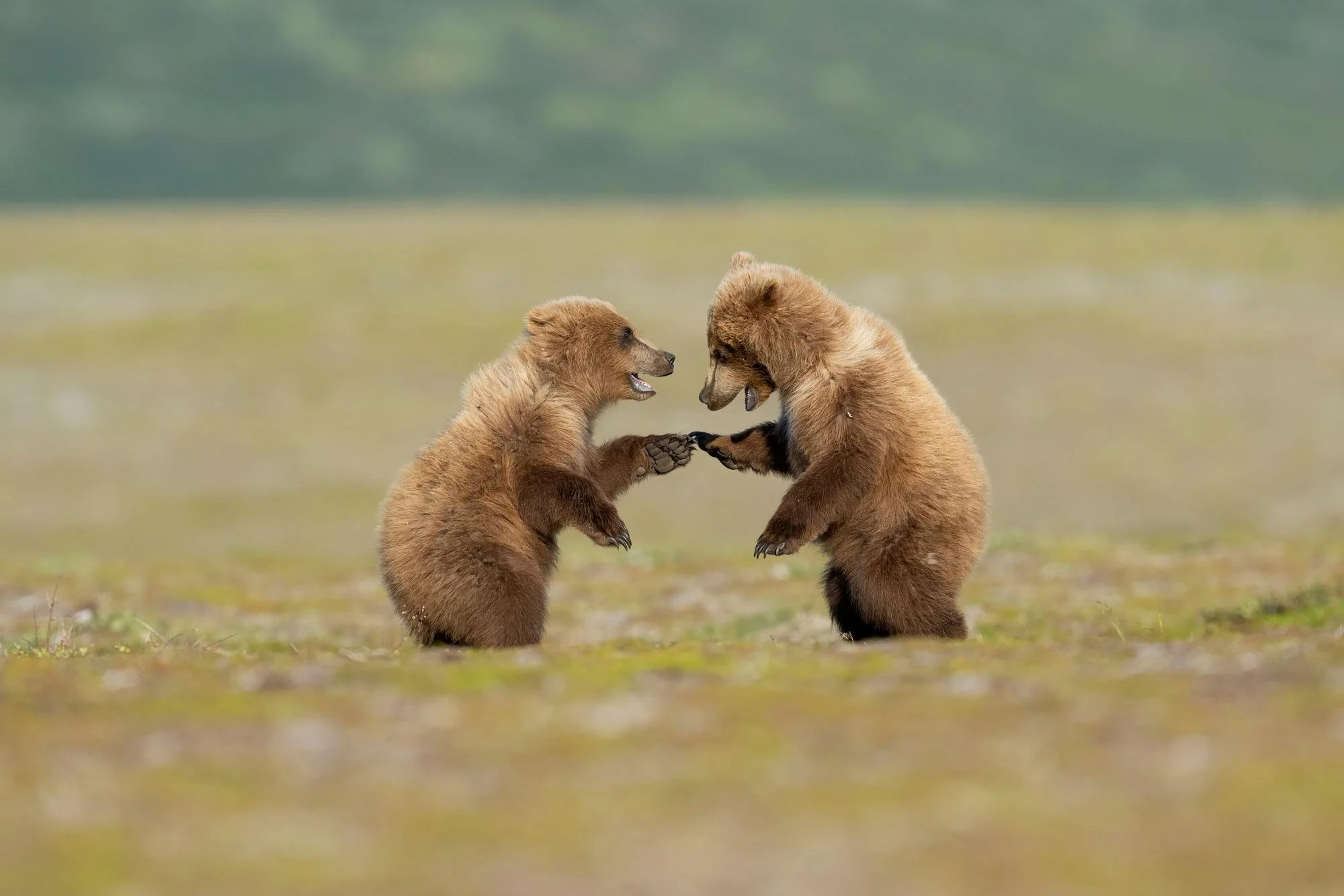 Dos cachorros de oso panda joven jugando juntos en un campo abierto.