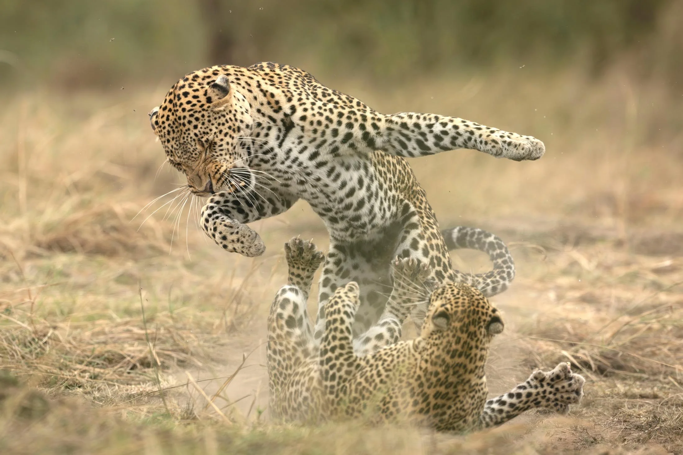 Un jaguar adulto y un cachorro de jaguar jugando en un campo de hierba seca.